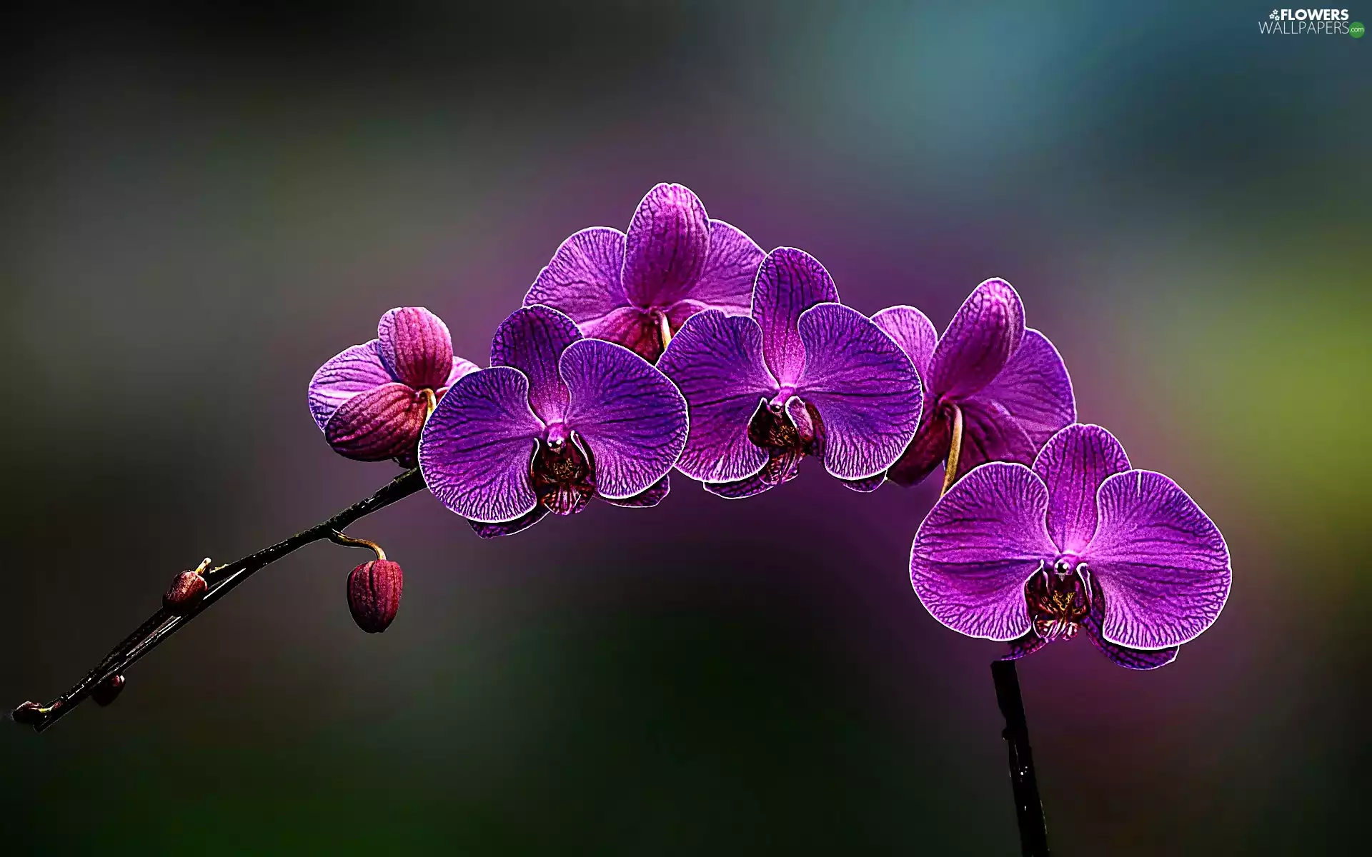 orchid, Pink