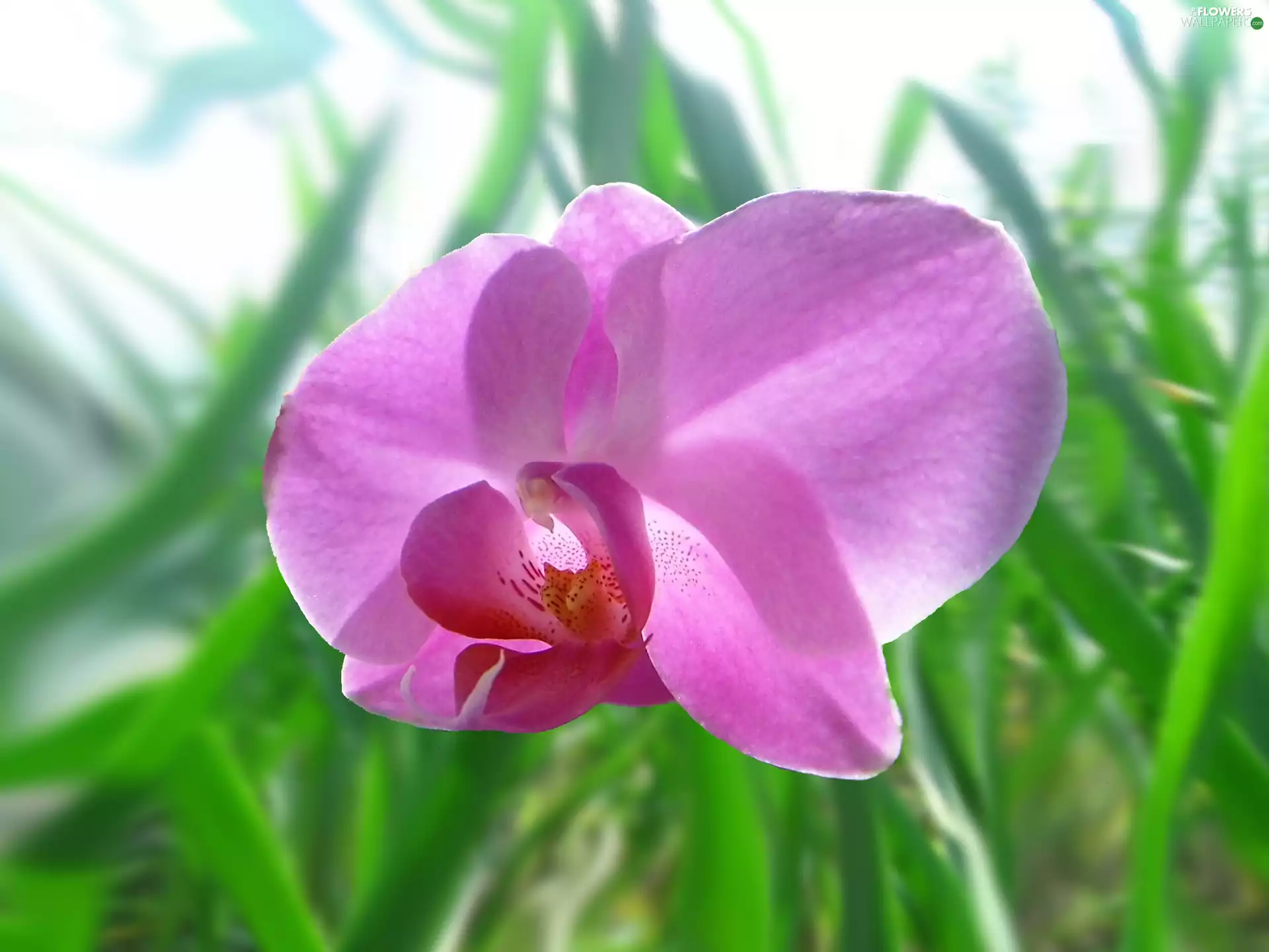 orchid, Pink