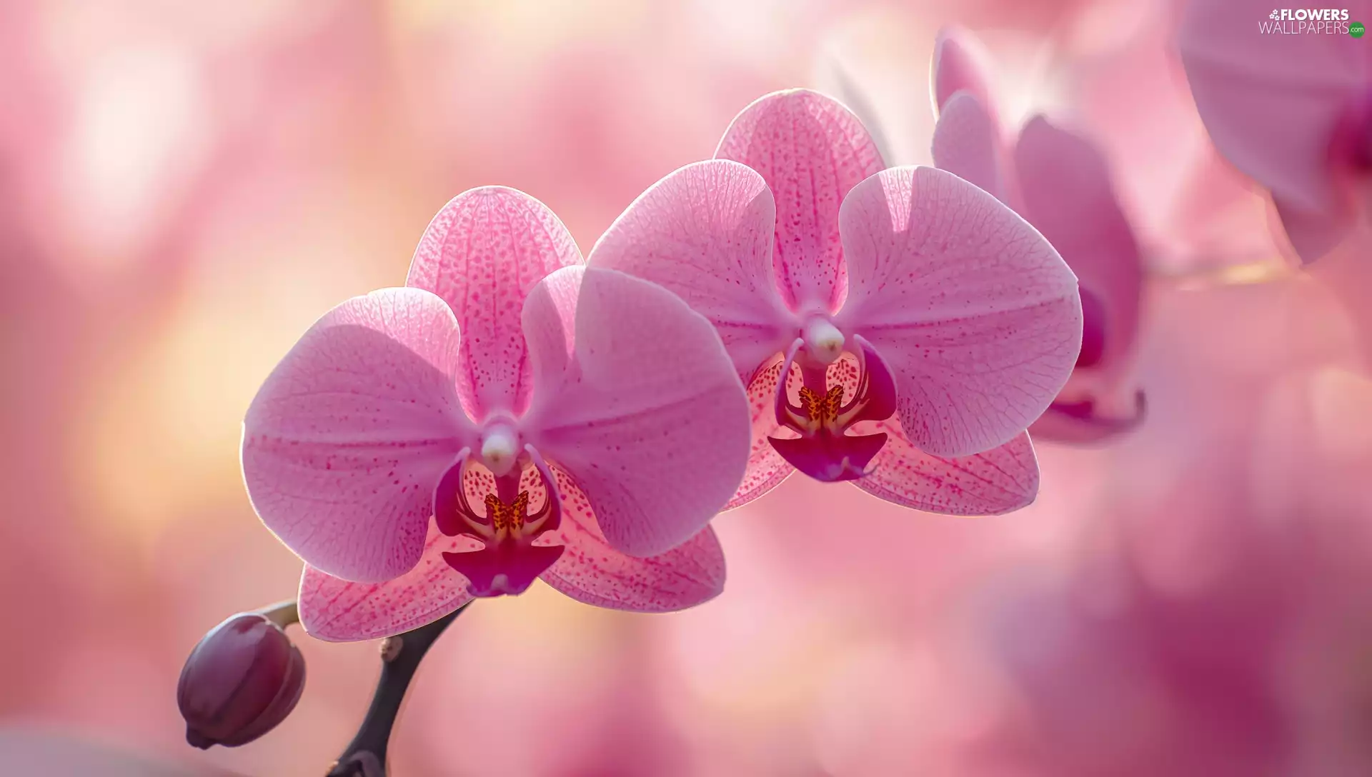 Pink, rapprochement, Ai, orchid