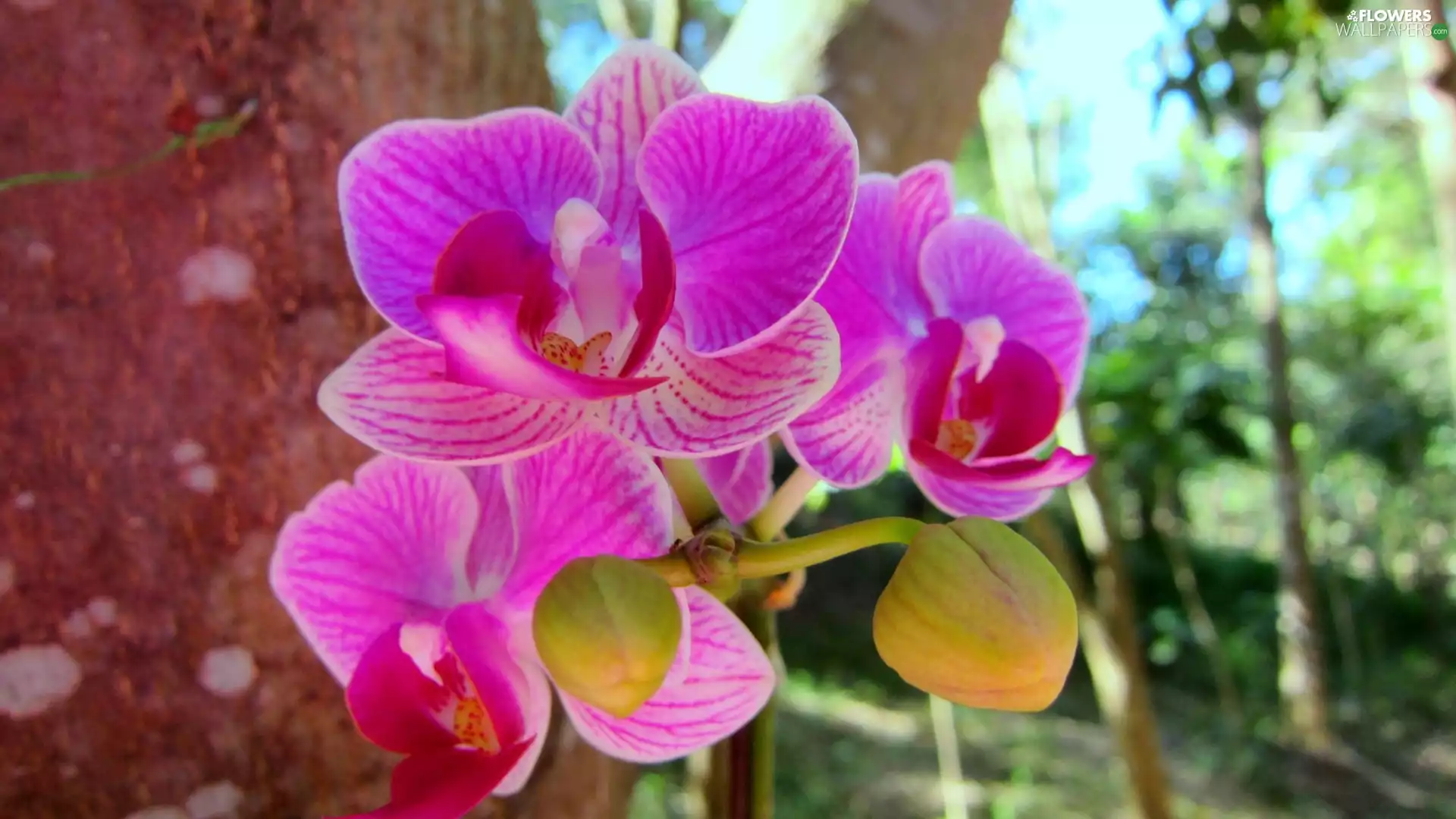 orchid, Beatyfull, Pink
