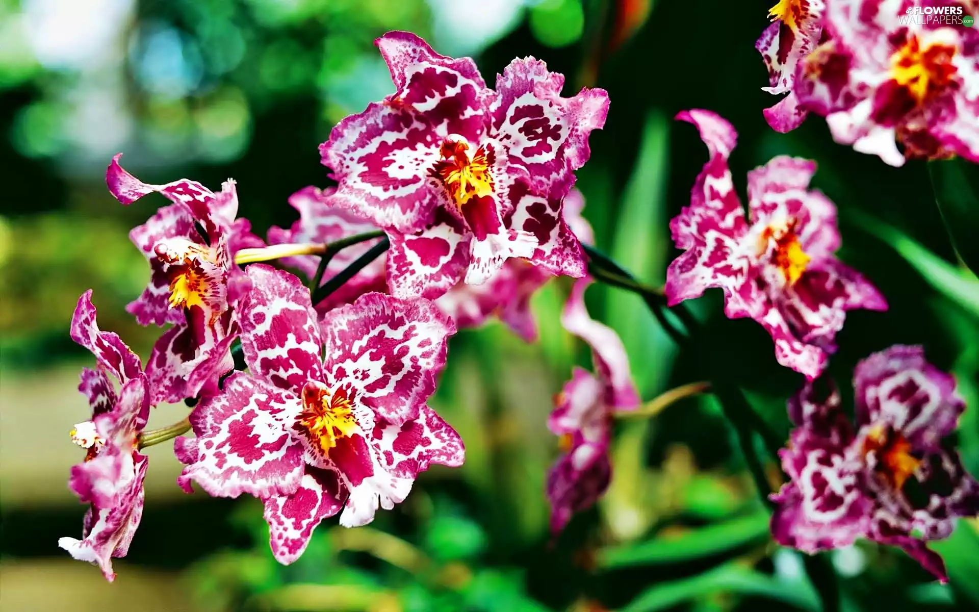 Pink, dappled, blur, orchid