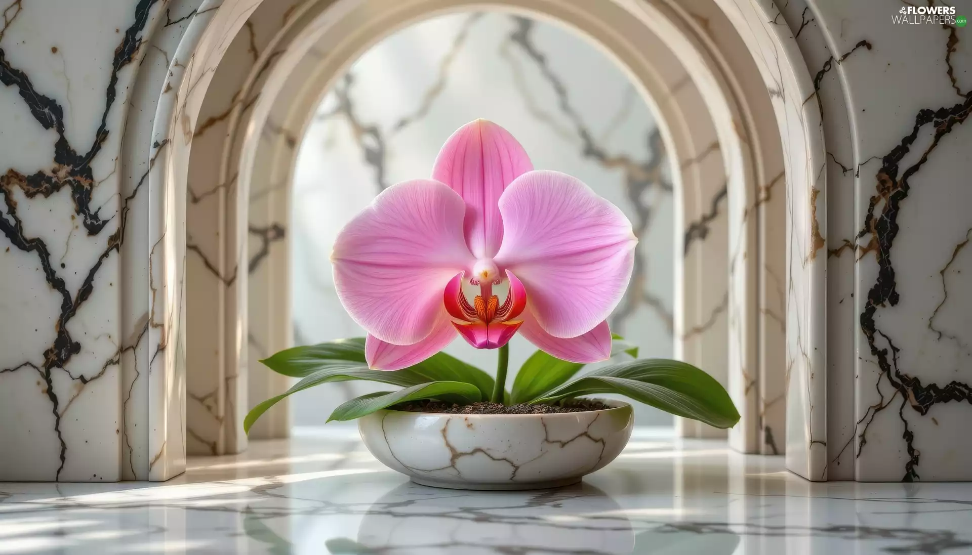 Pink, Colourfull Flowers, orchid