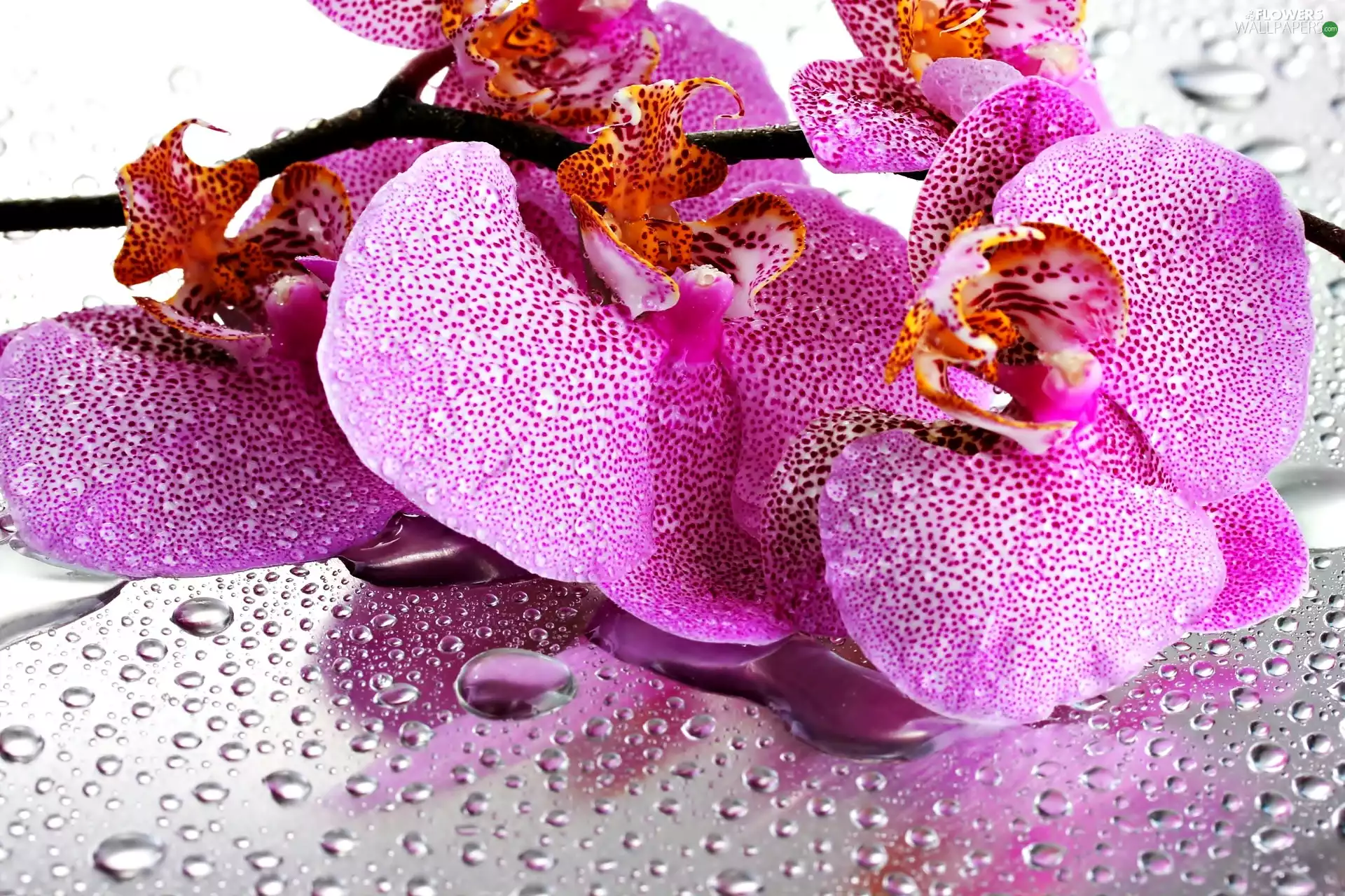 Pink, drops, water, orchid