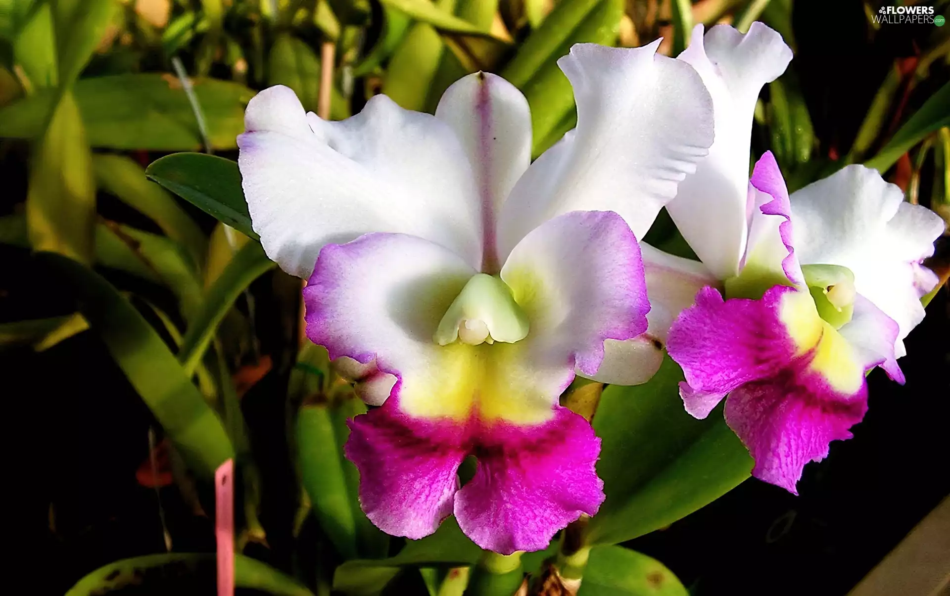 orchid, white, Pink