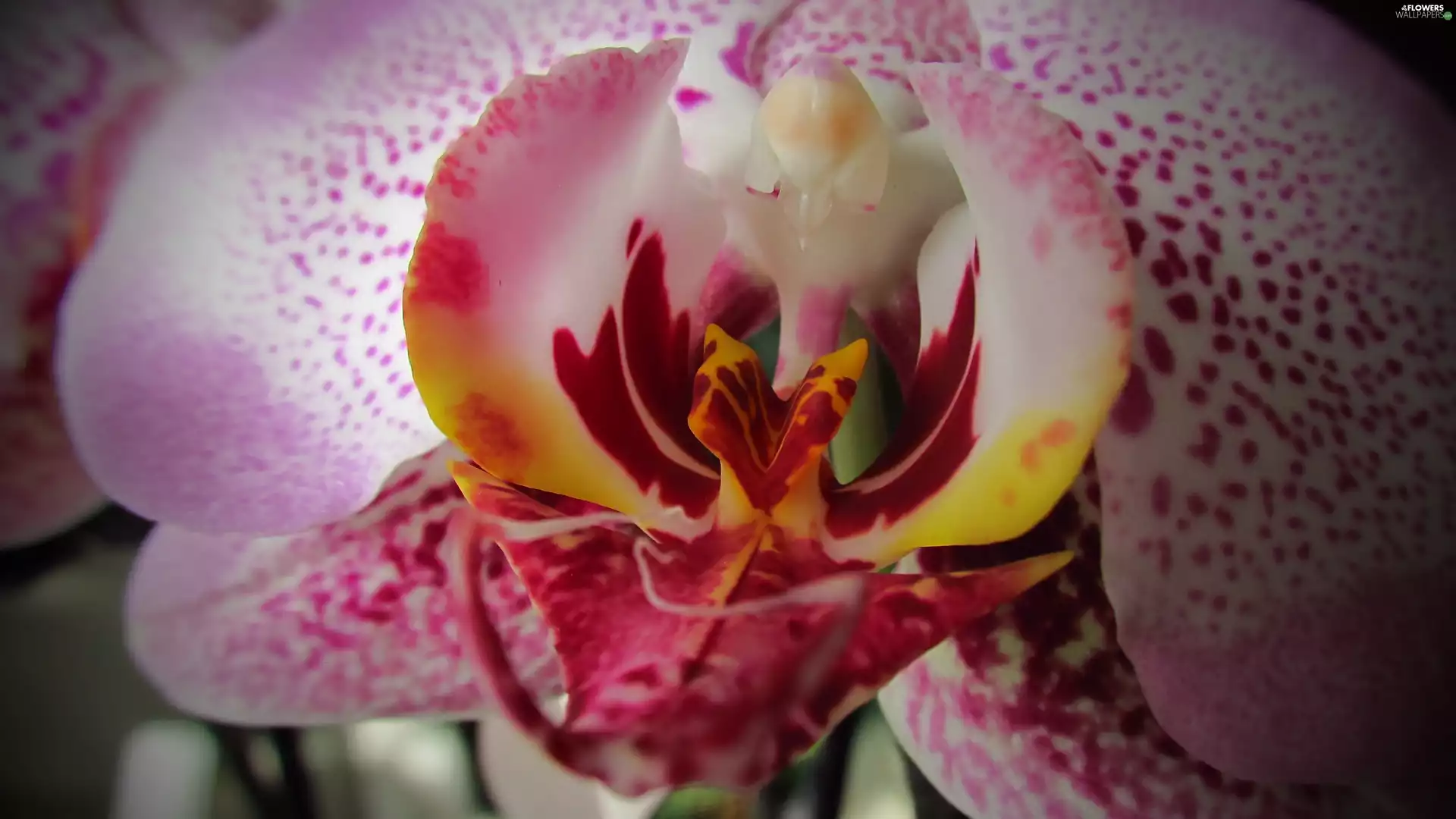 rapprochement, Colourfull Flowers, orchid