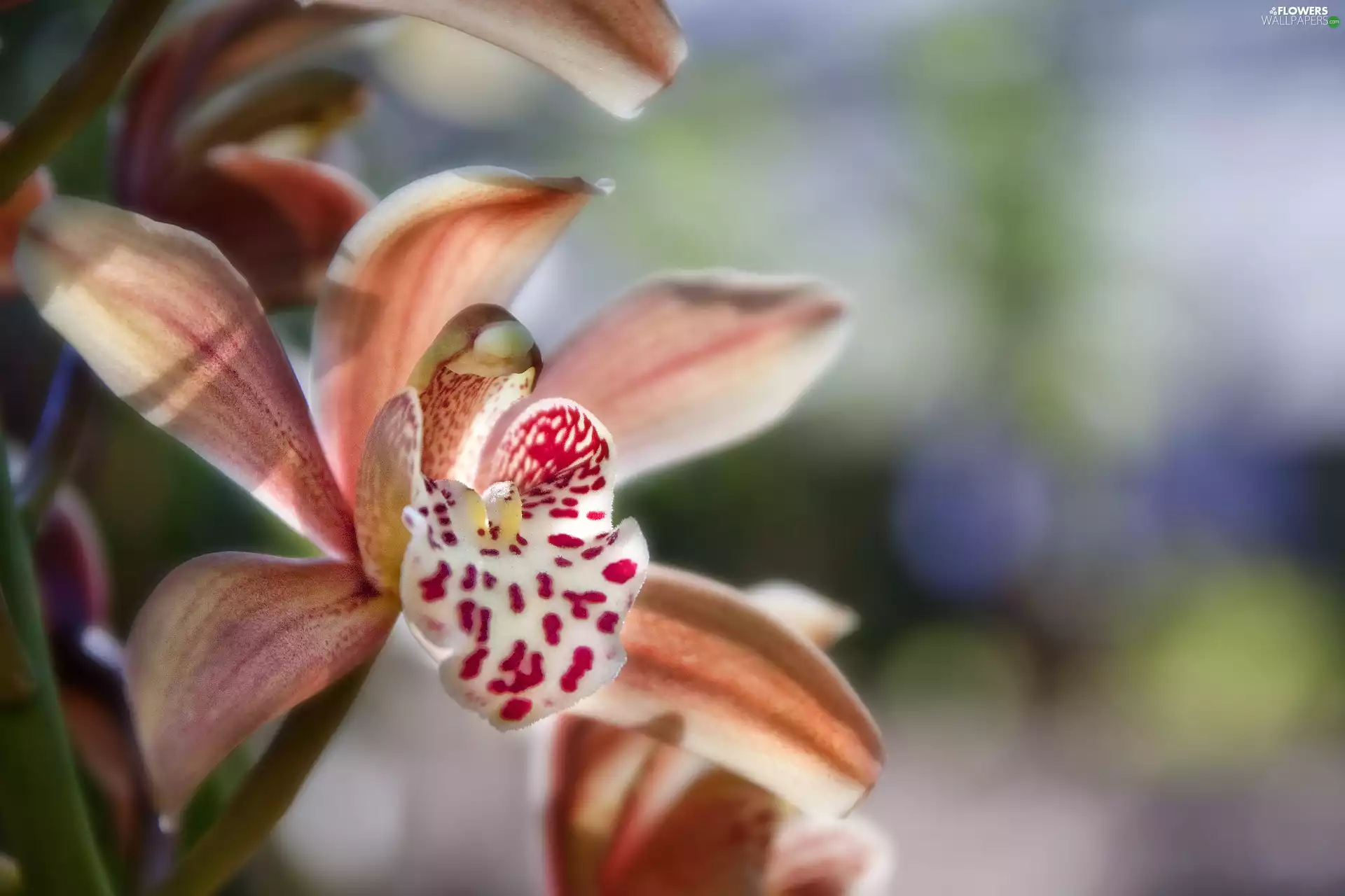 orchid, spots