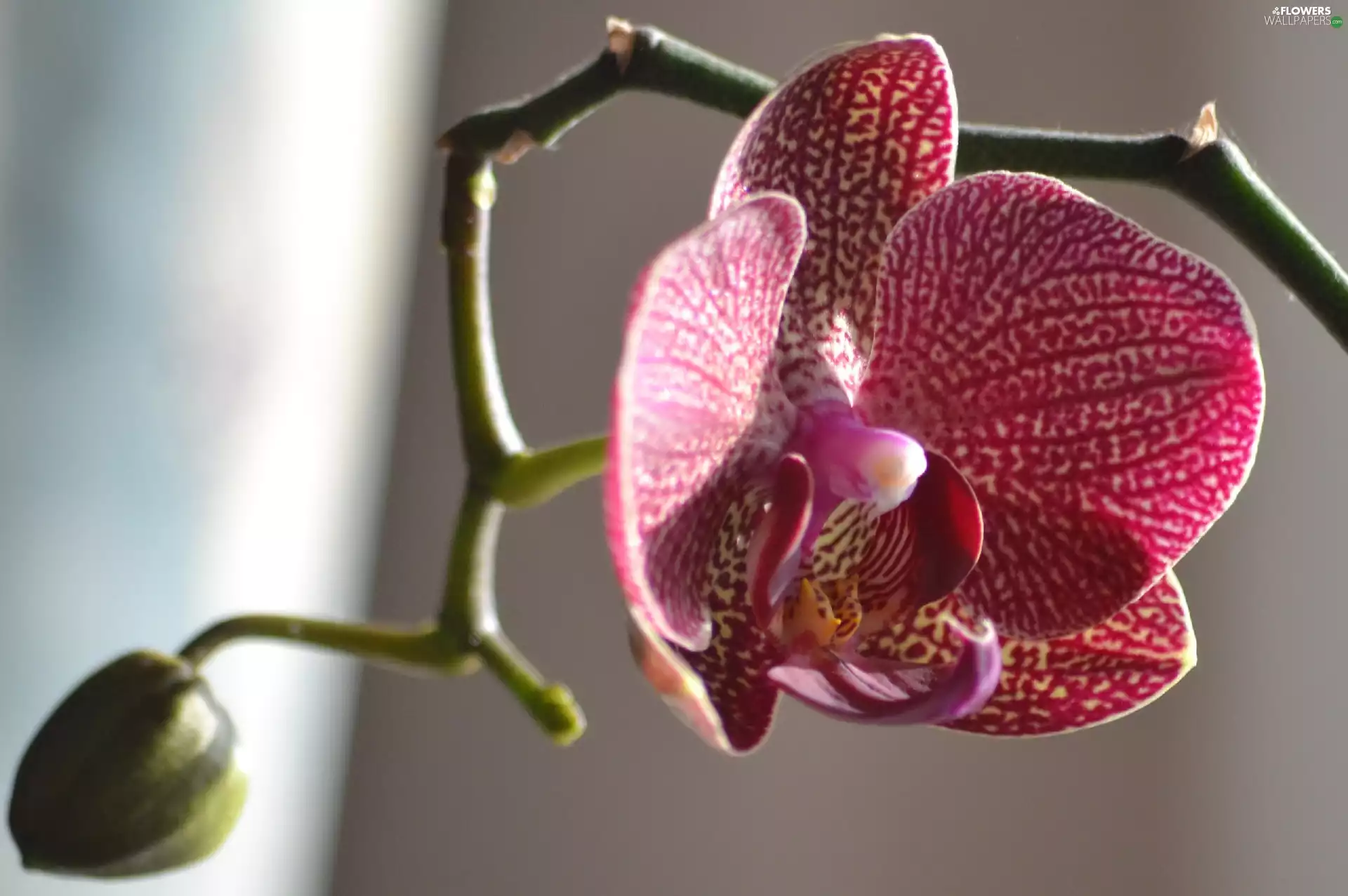 twig, orchid