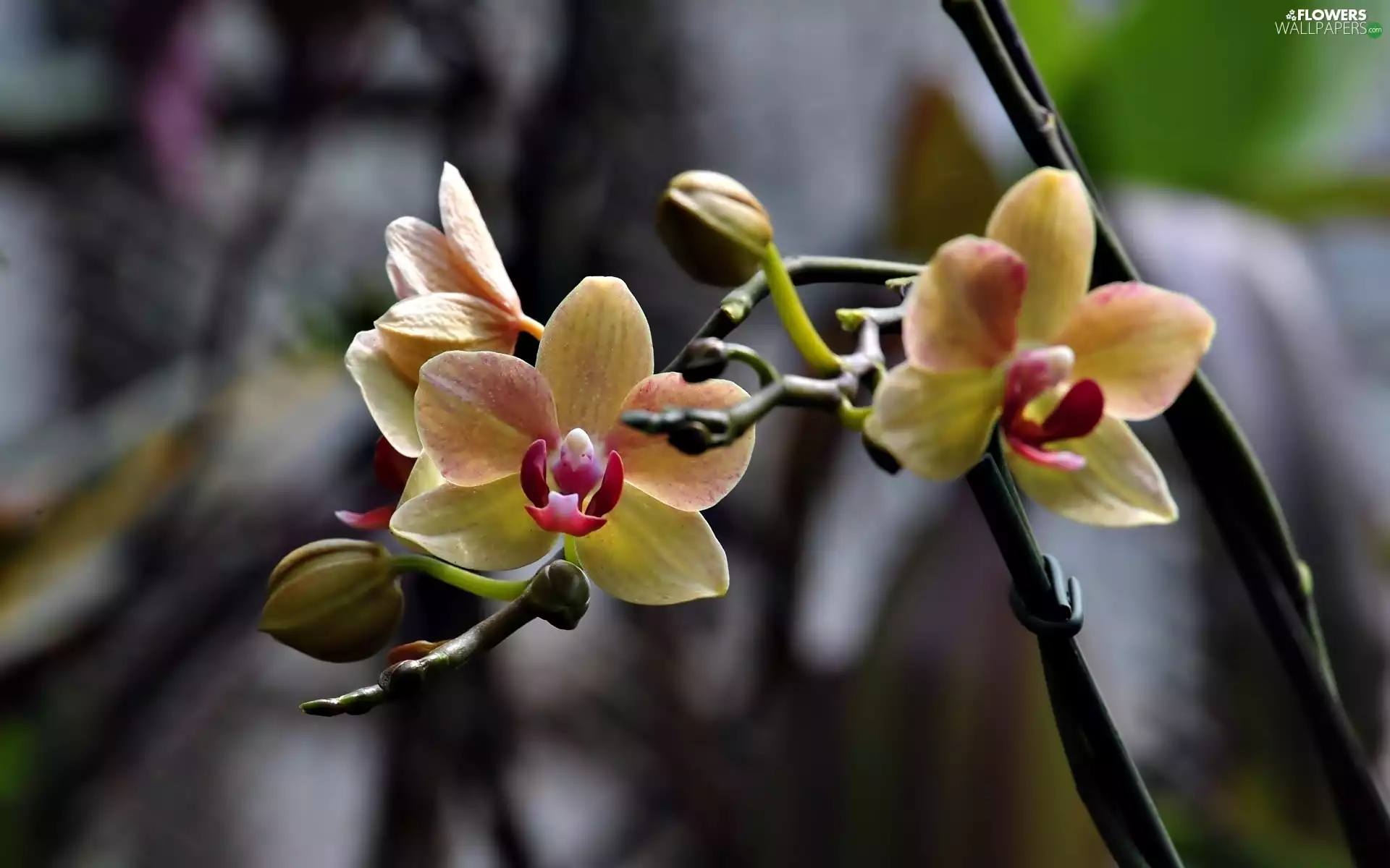 twig, Colourfull Flowers, orchid