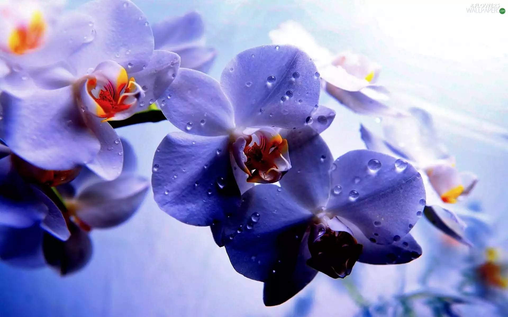 Violet, drops, blur, orchid