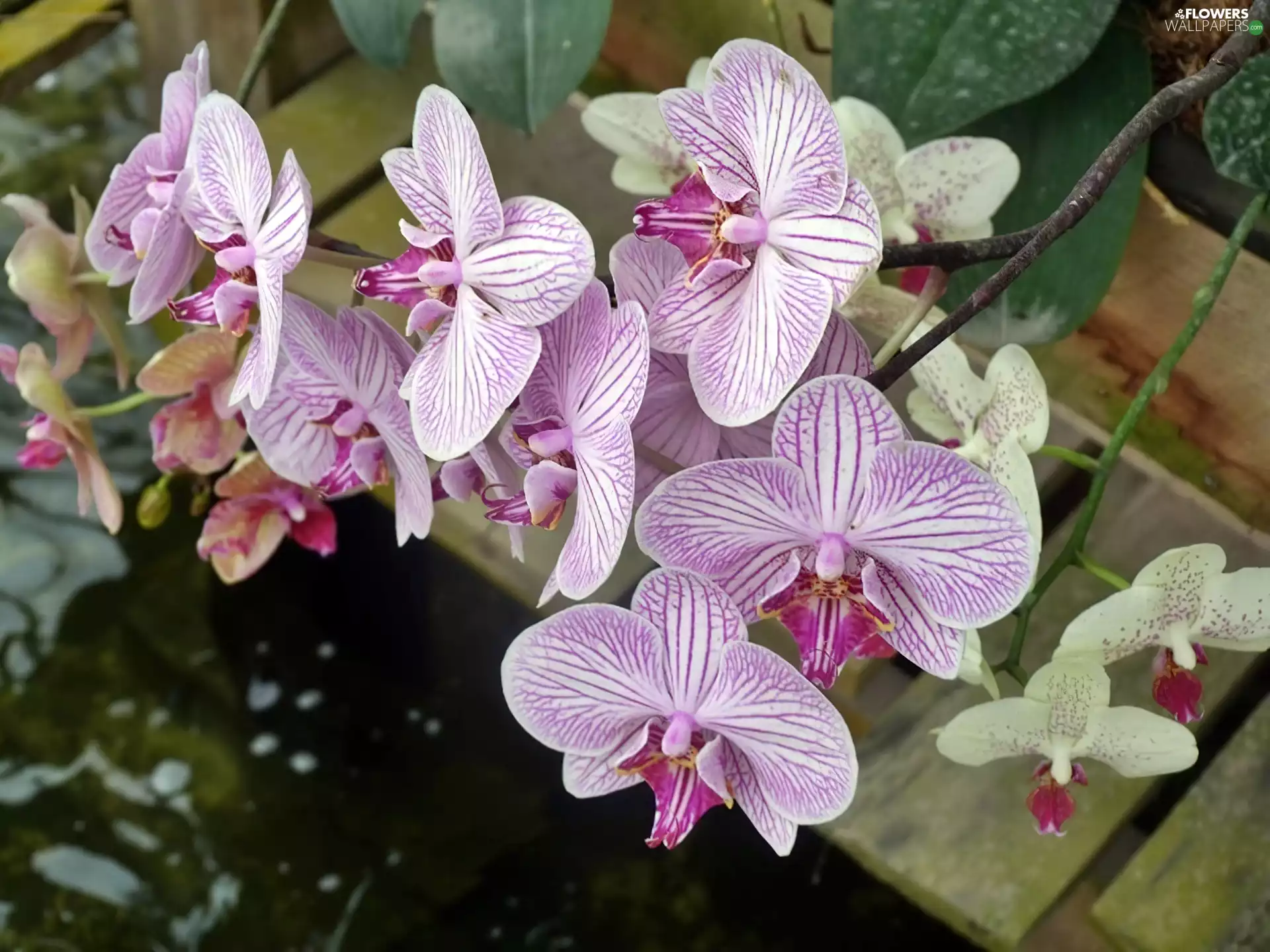orchid, water