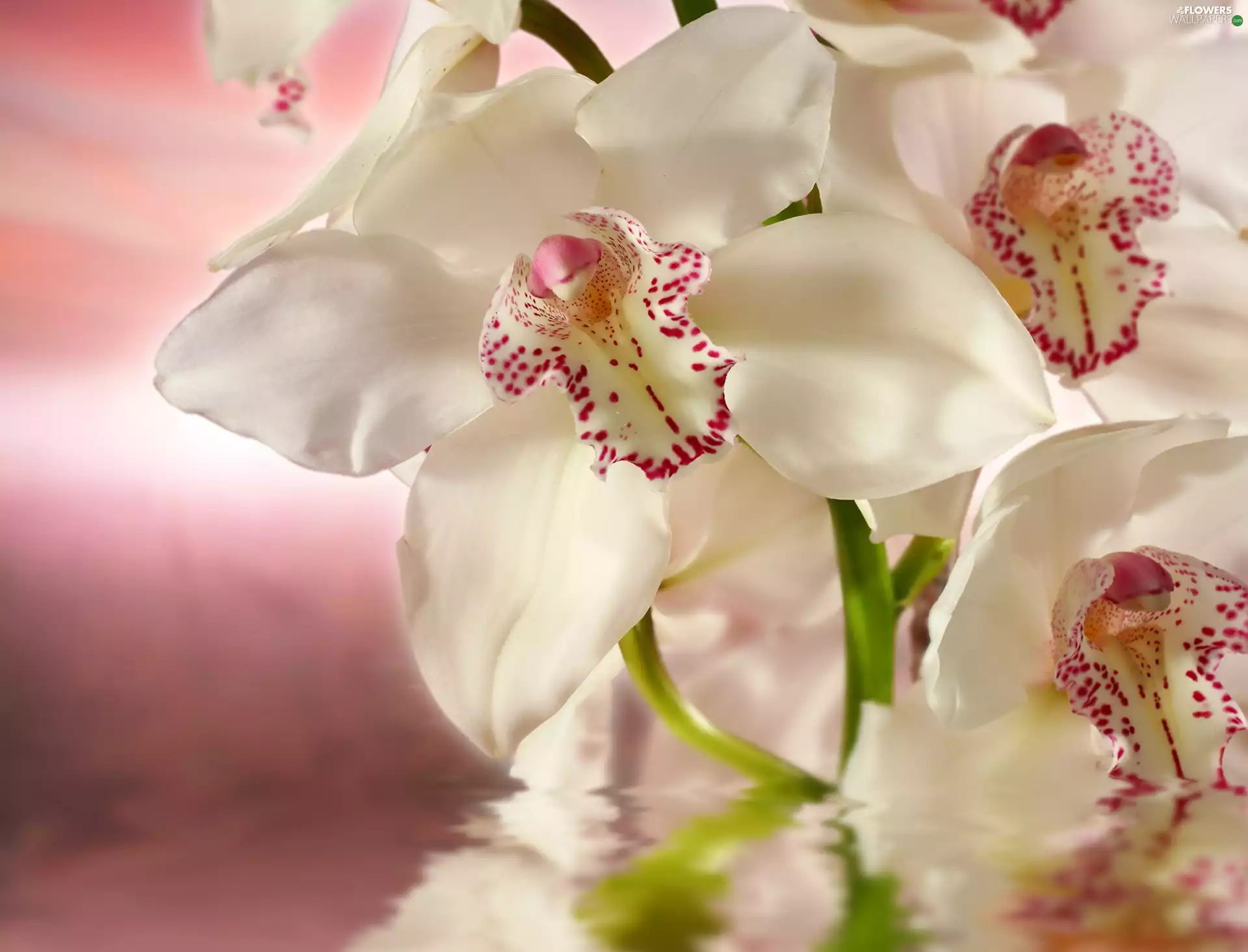 White, water, blur, orchid