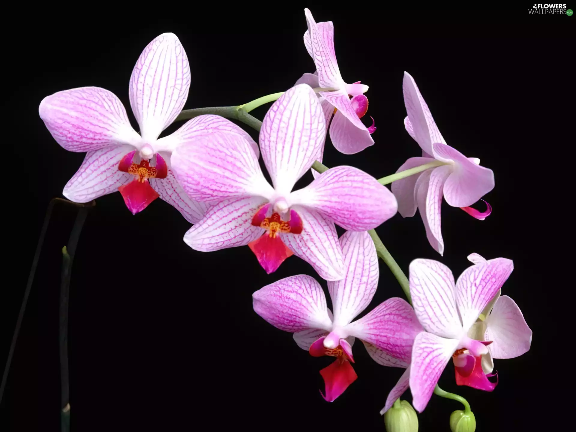 orchid, lilac, White