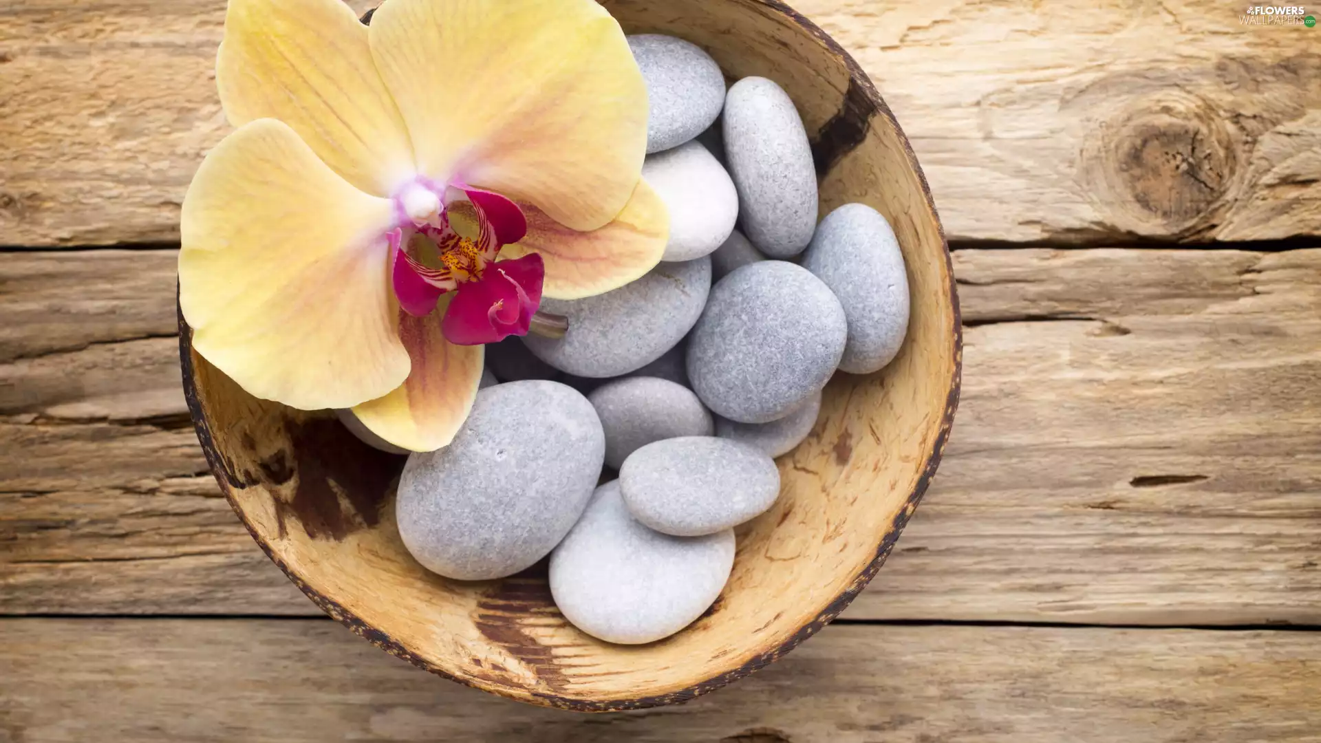 Stones, orchid, Wood, Colourfull Flowers
