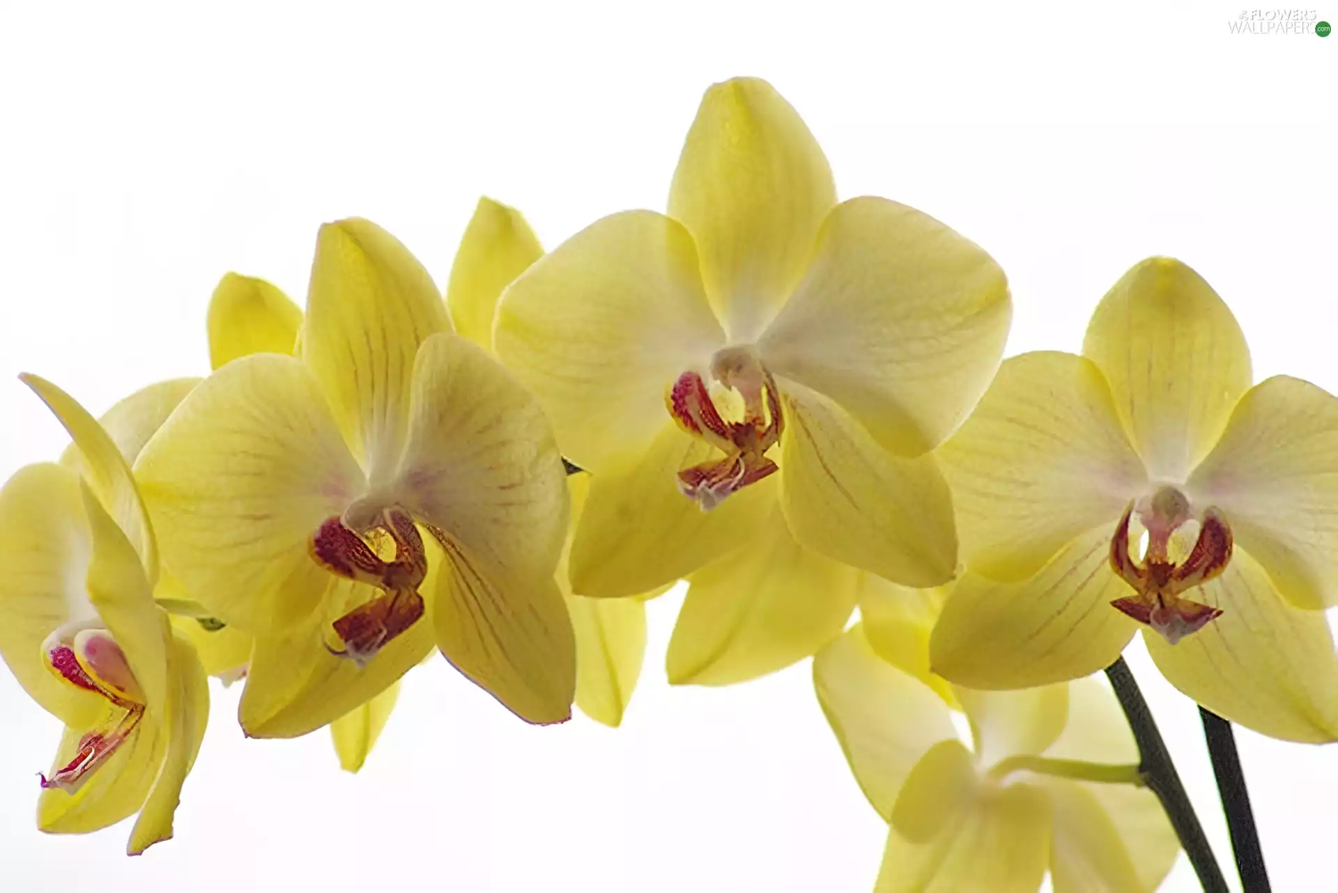 orchid, Yellow