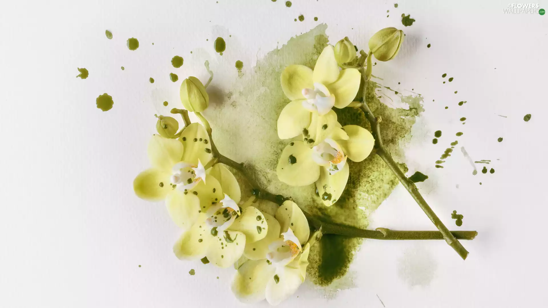 orchids, orchid, Yellow, Twigs, Flowers