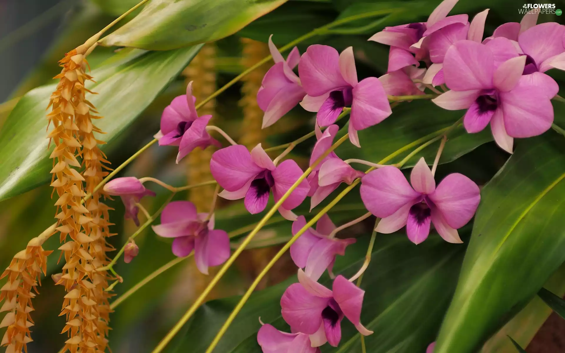 Flowers, orchids, Leaf, Orchidee