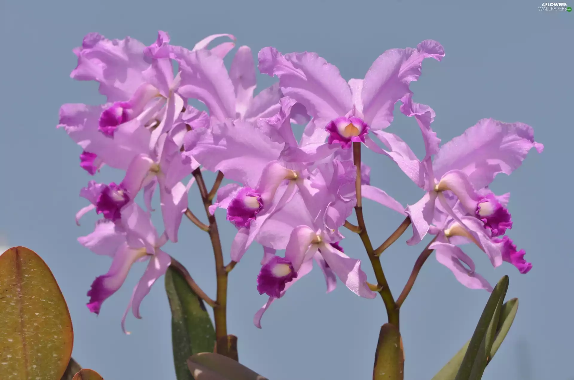 Flowers, Pink, orchids, Orchidee