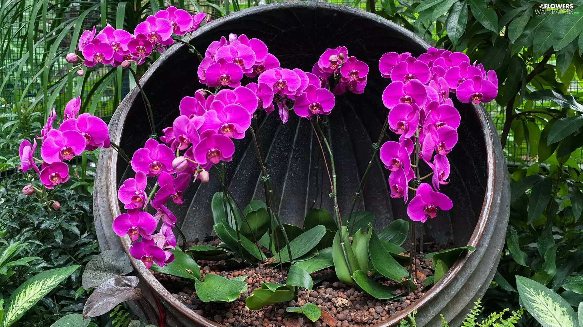 orchids