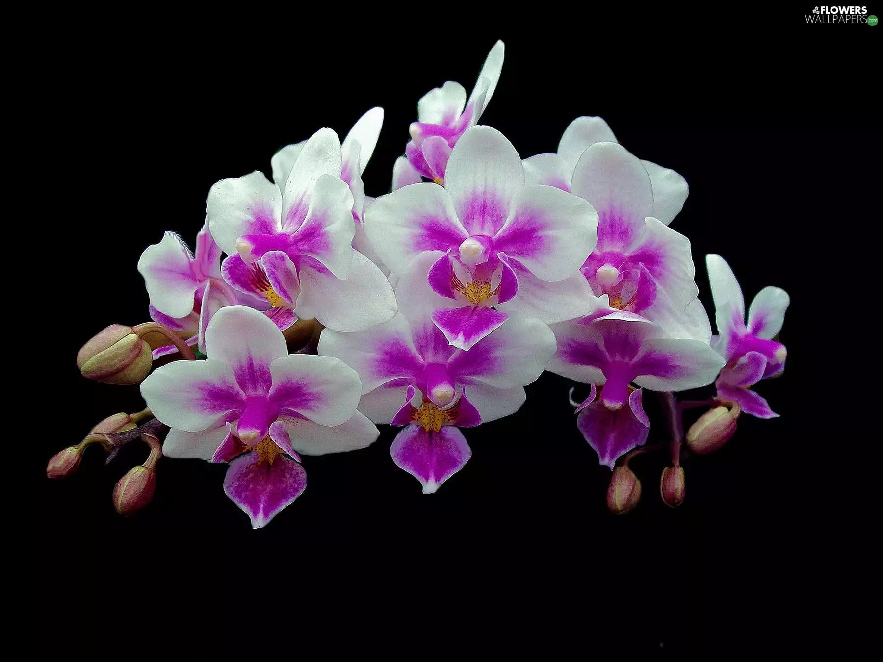 orchids