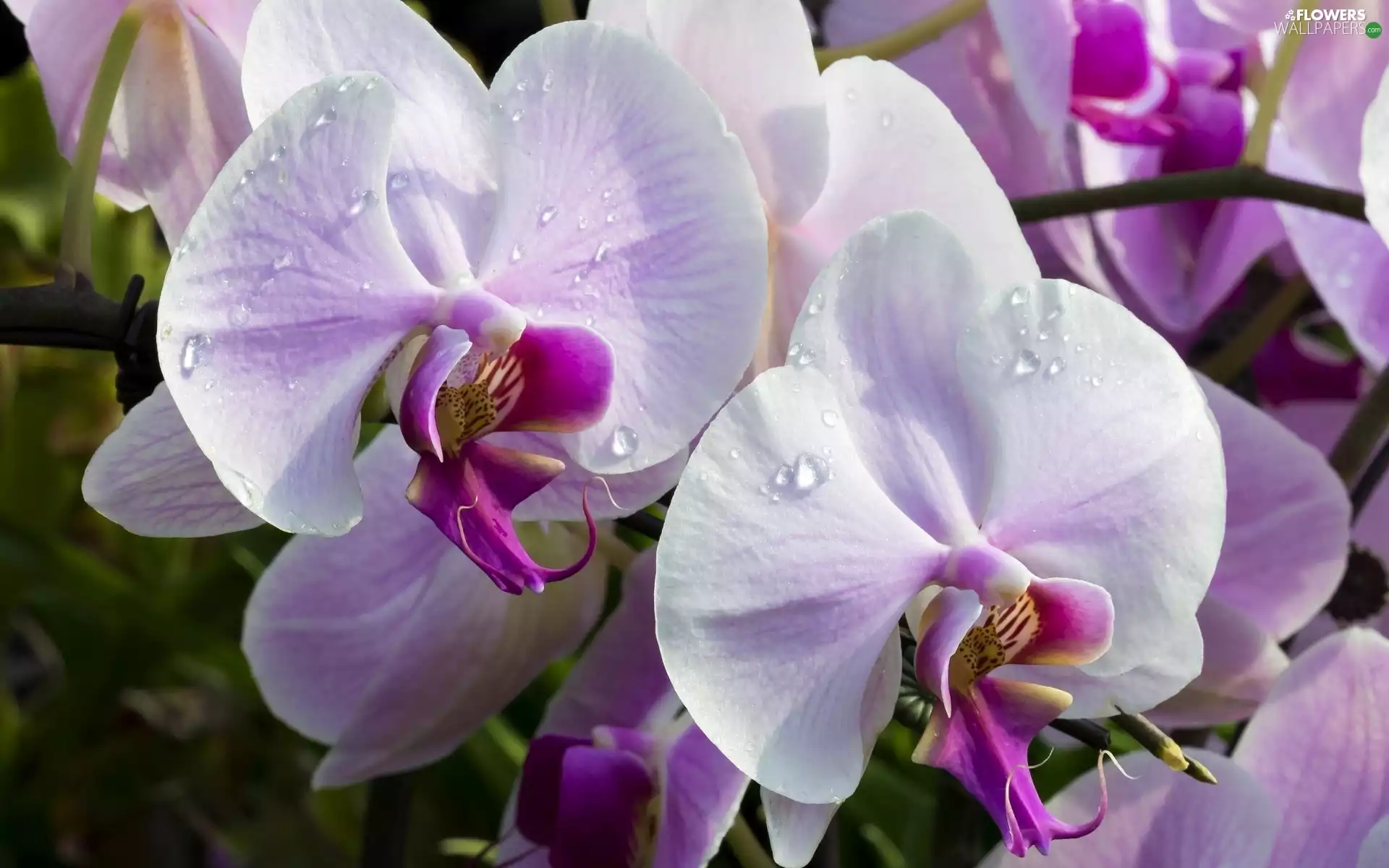 orchids