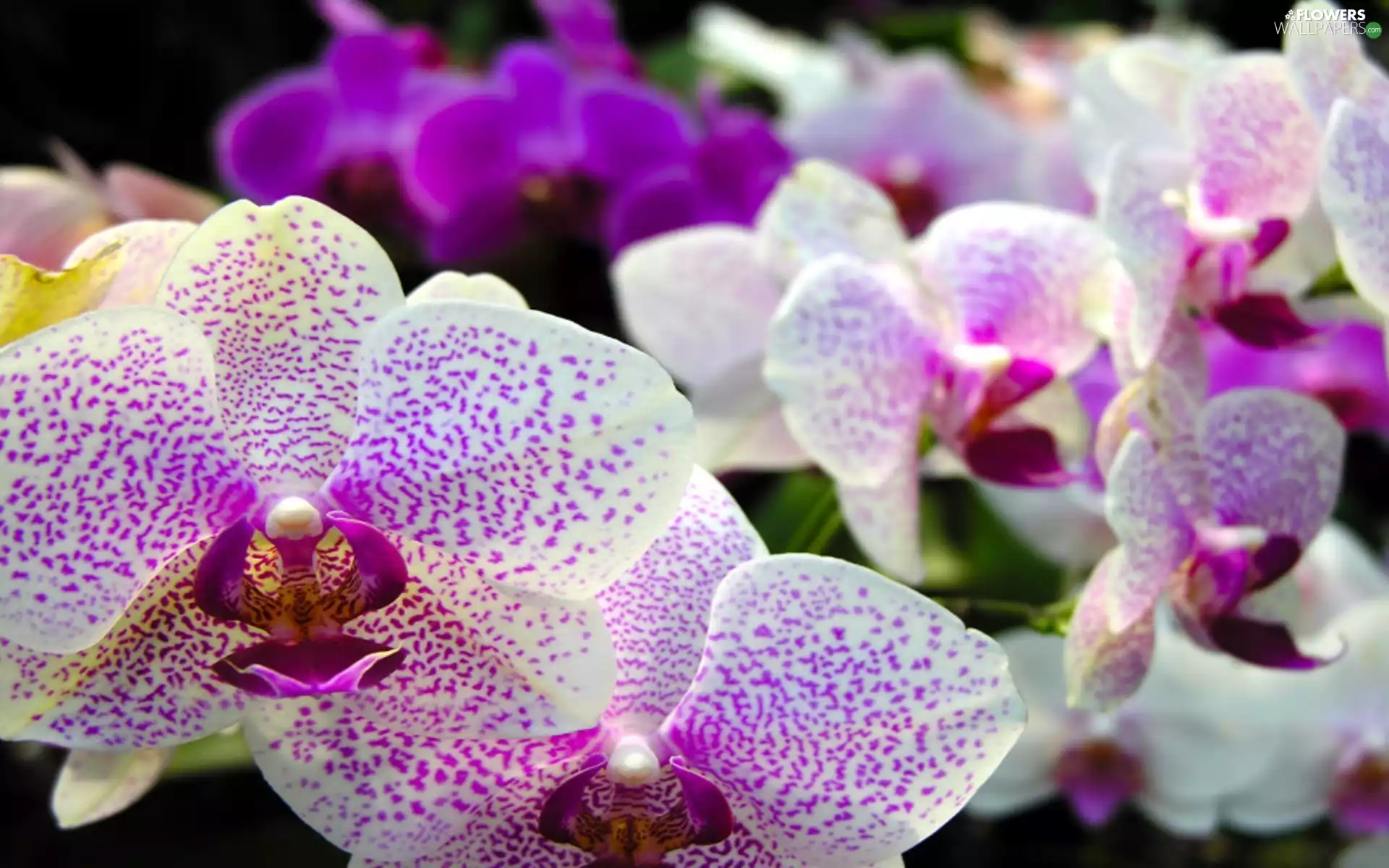 orchids