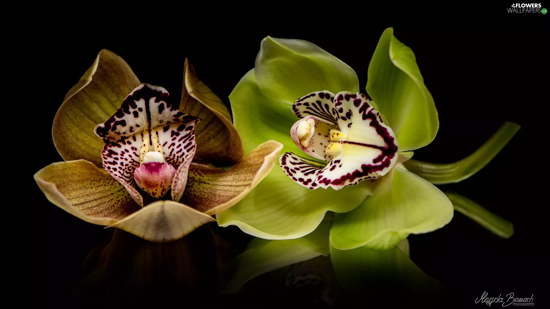 Black, background, Flowers, orchids, Two cars