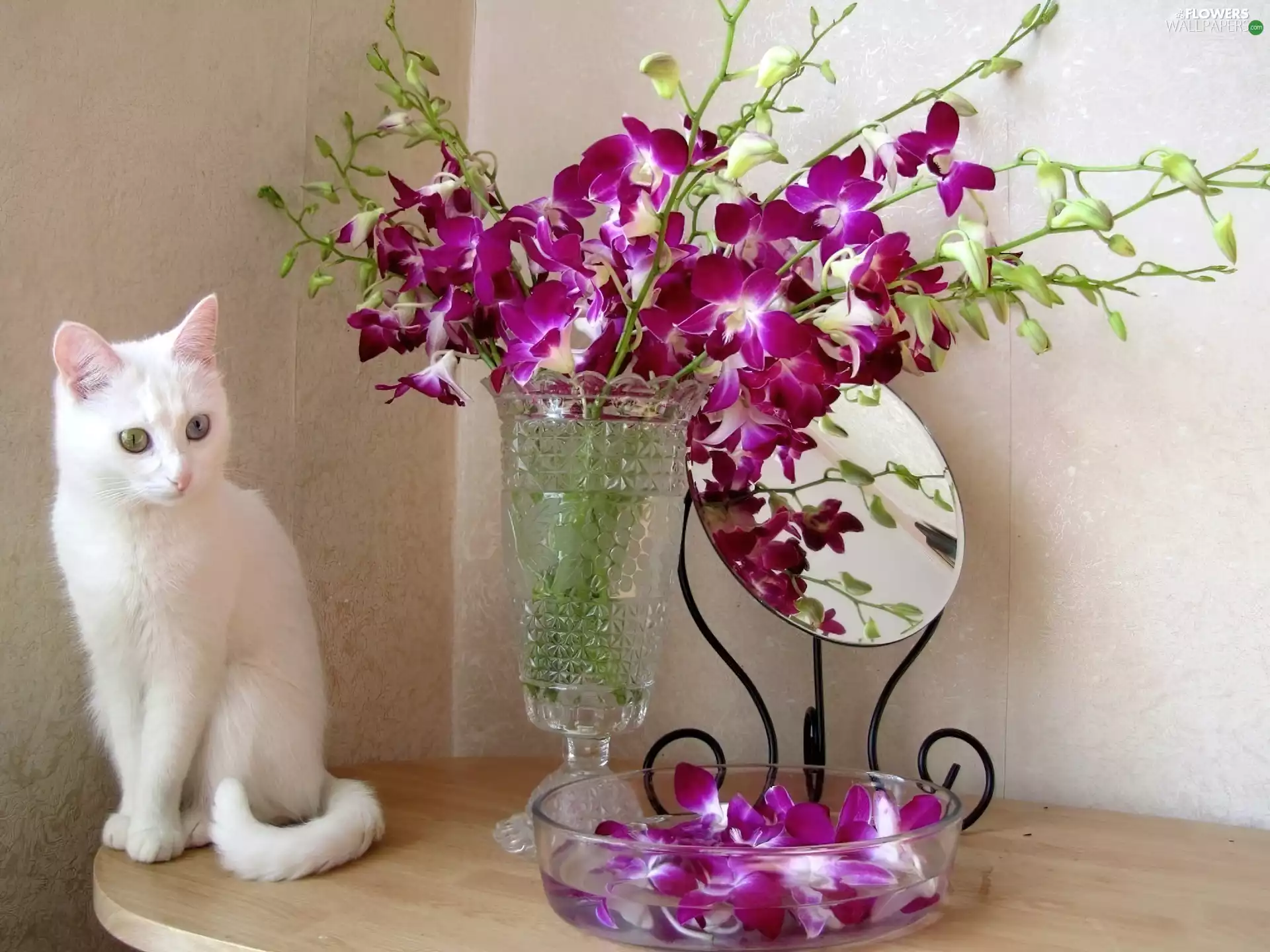 violet, orchids, cat, Vase, White