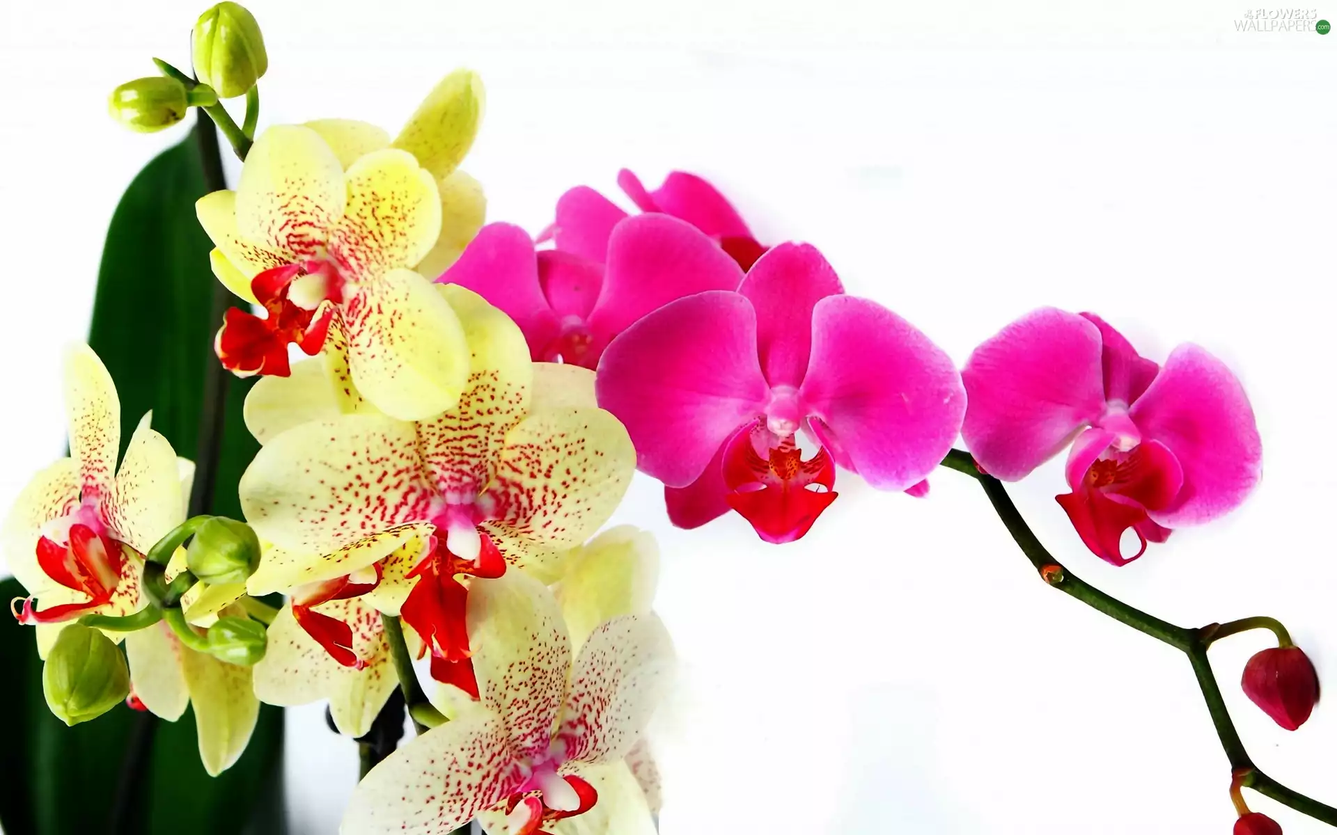 orchids, Flowers, color