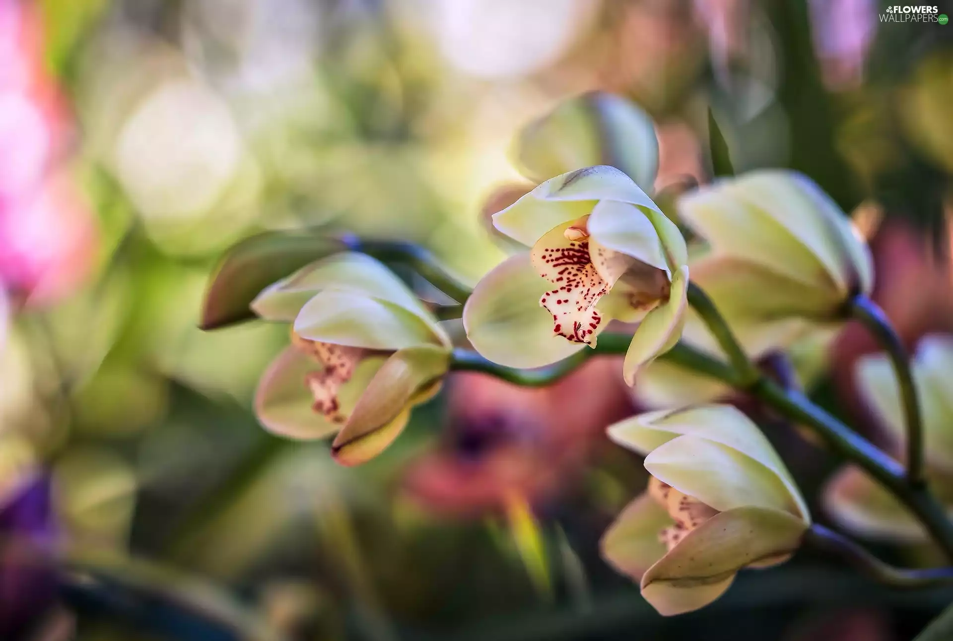 orchids, Flowers