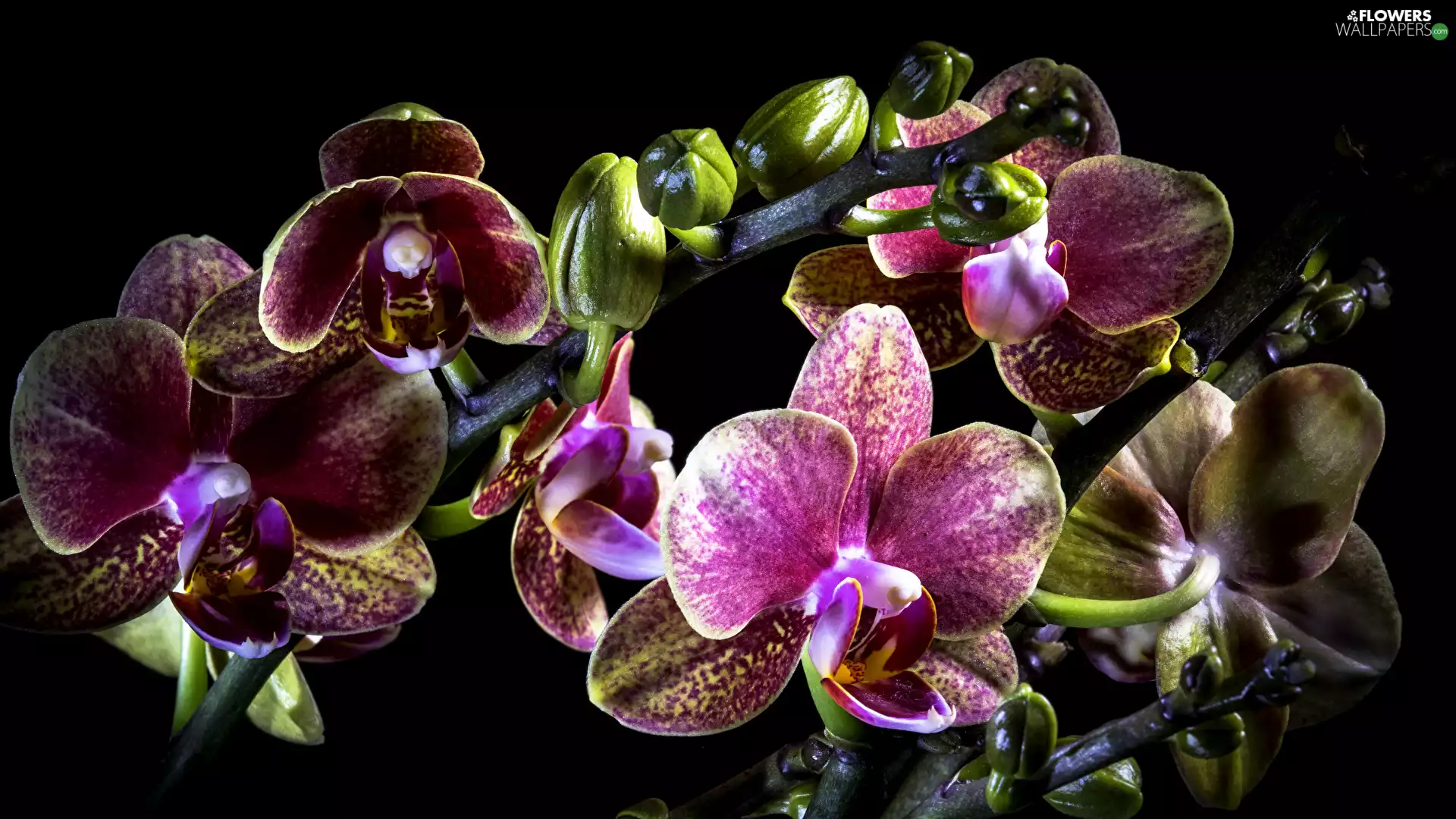 Flowers, Black, background, orchids