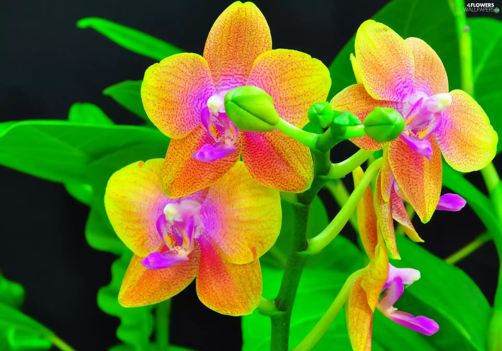 orchids, color, Flowers