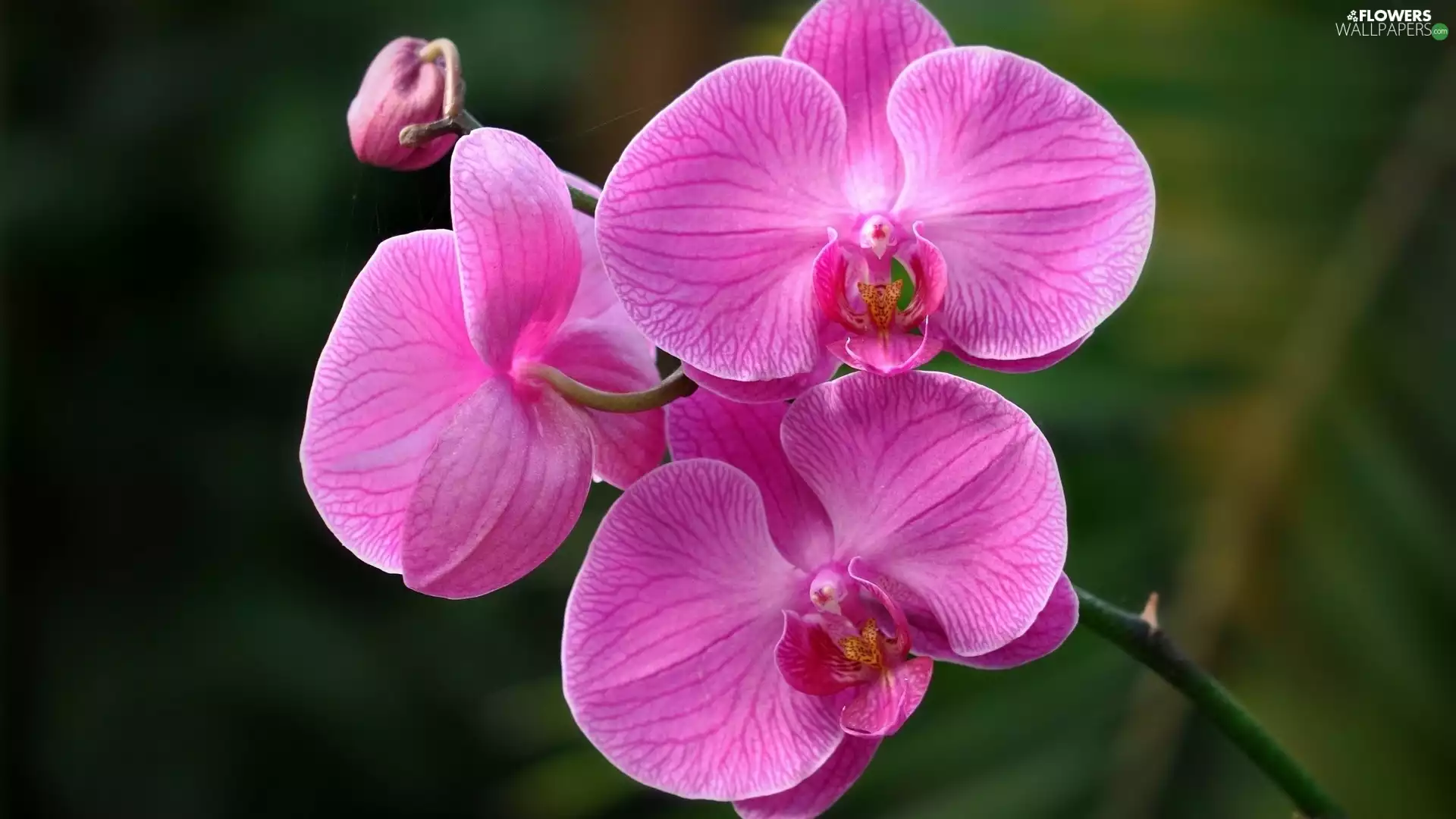orchids, Pink, Flowers