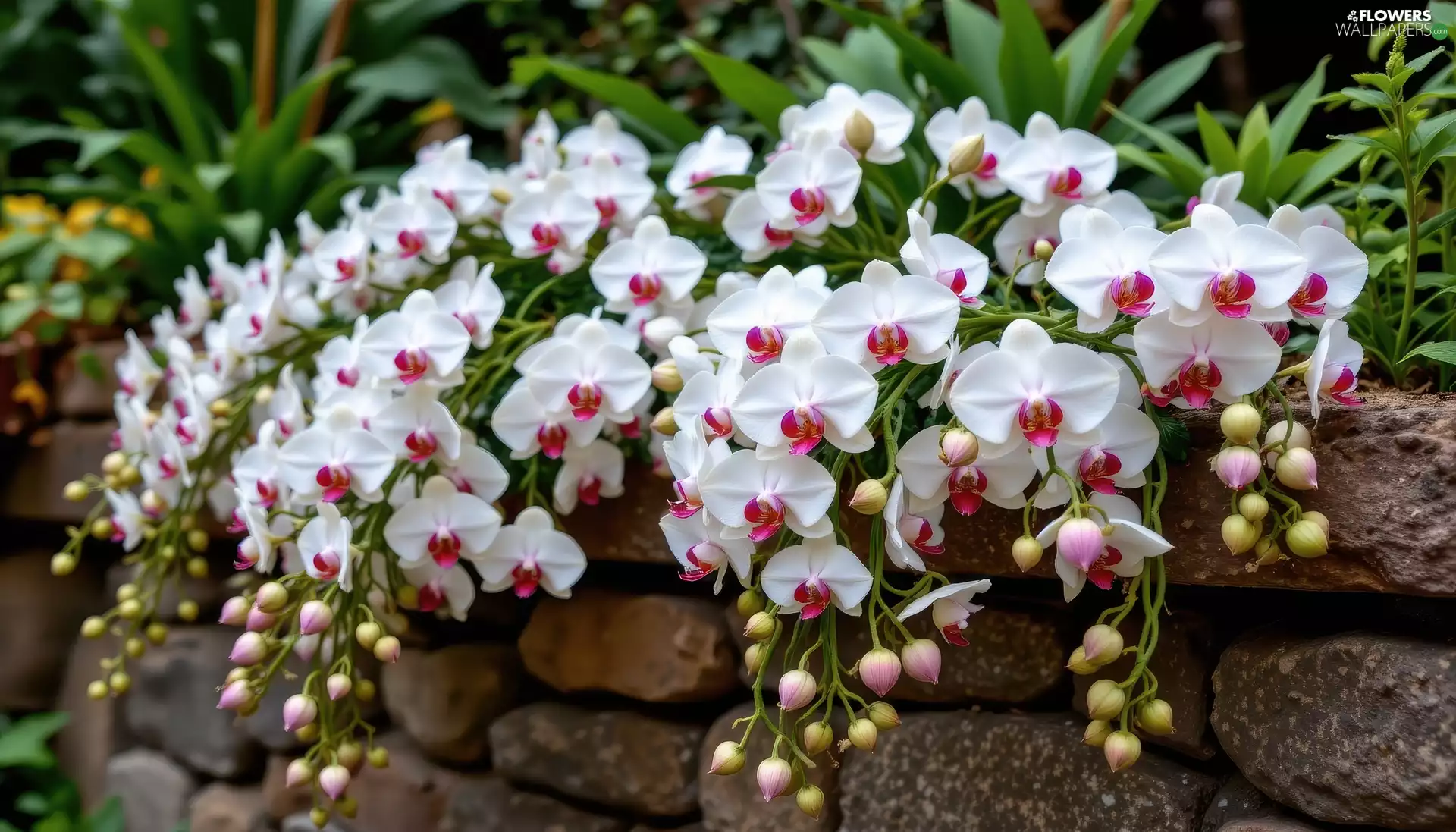 Flowers, ledge, Stones, orchids