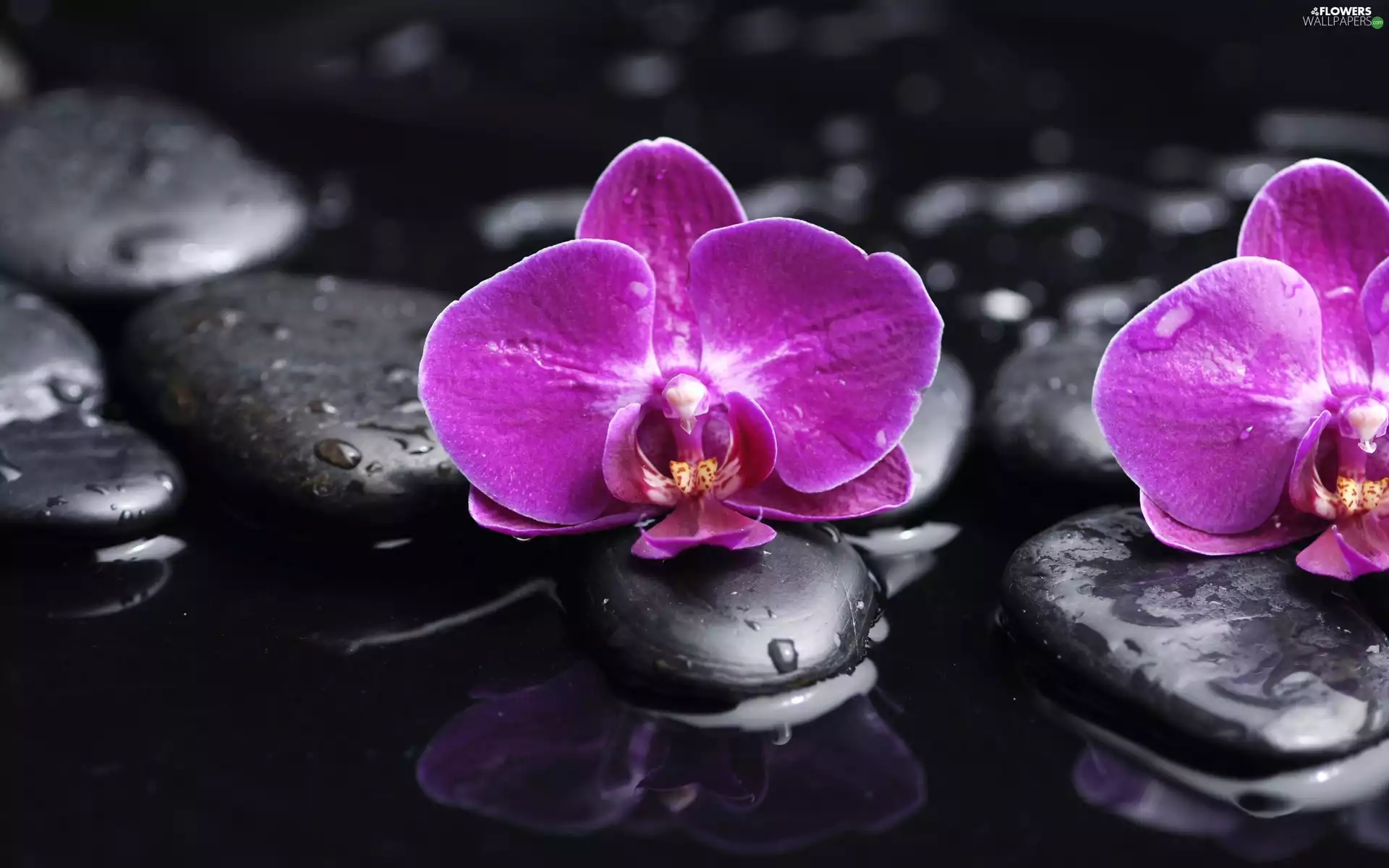 Flowers, Stones, water, orchids
