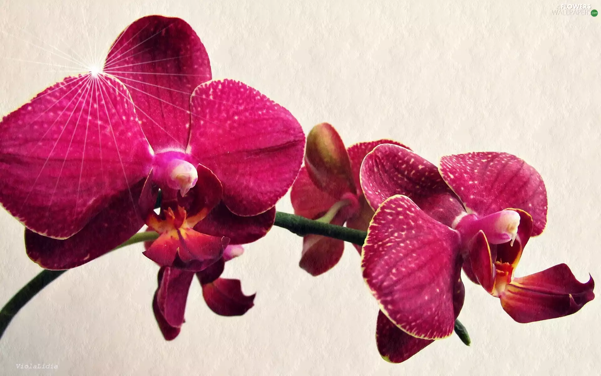 orchids, Flowers