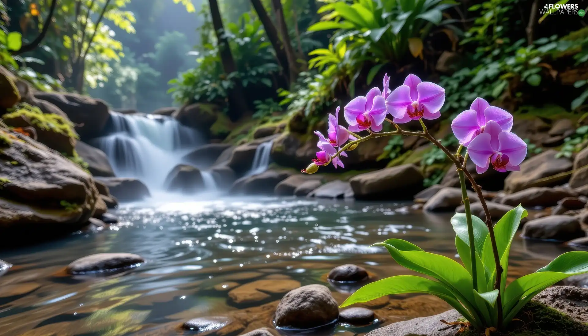 Flowers, orchids, flux, Stones, forest
