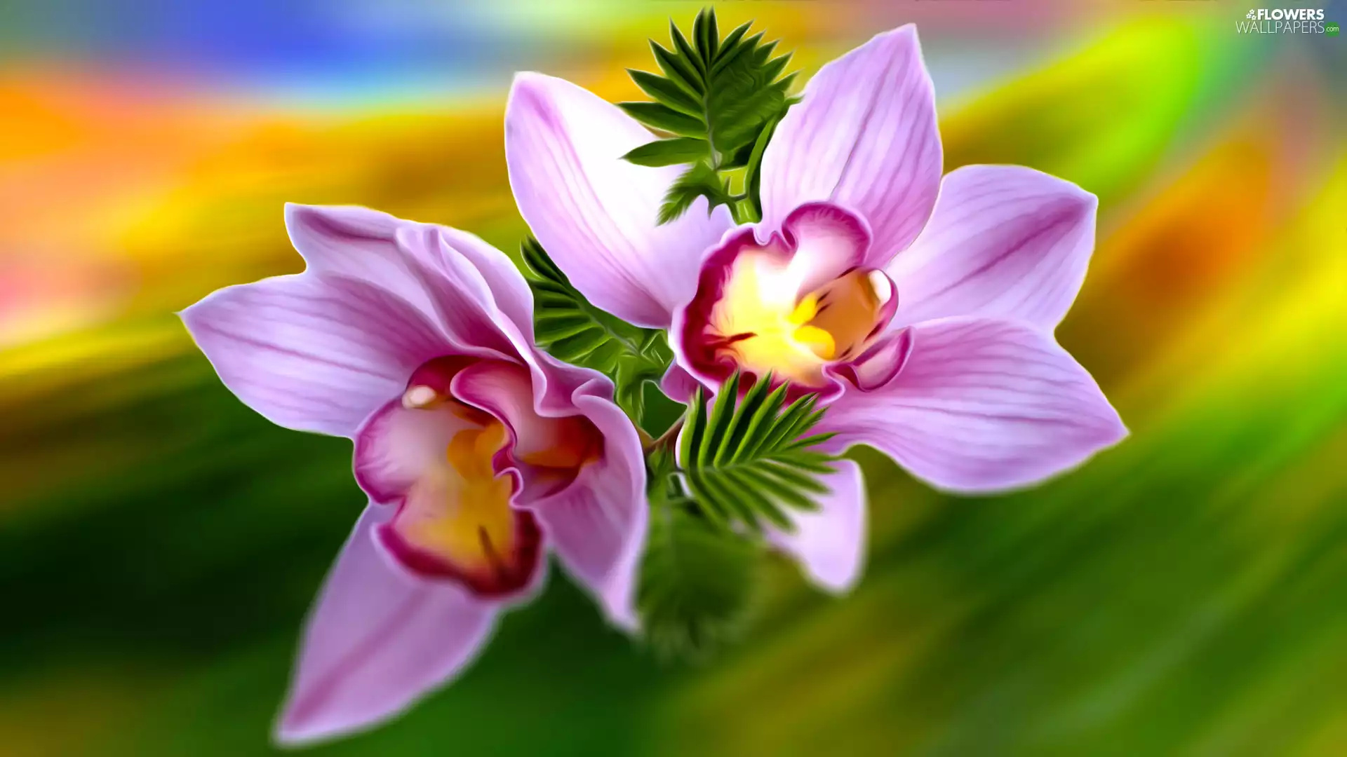 orchids, Flowers, graphics