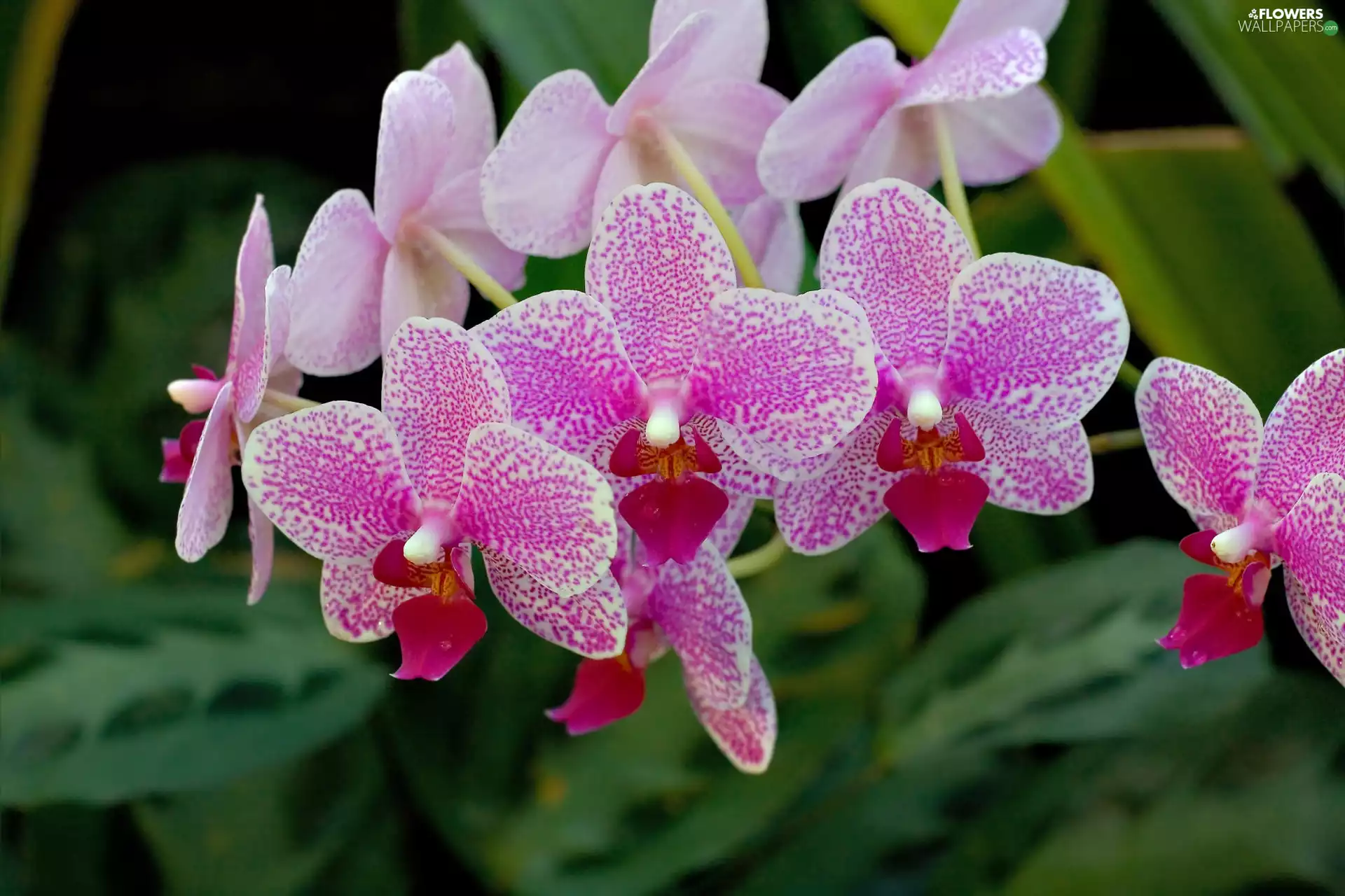 orchids, beatyfull, Pink