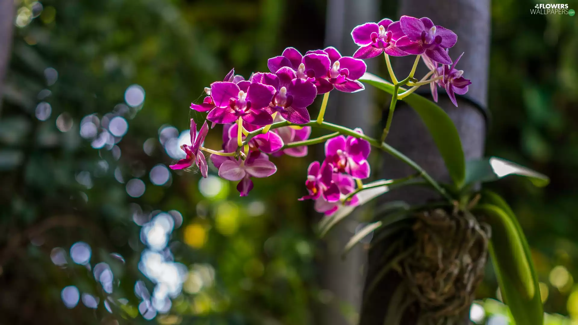 orchids, Flowers, Pink
