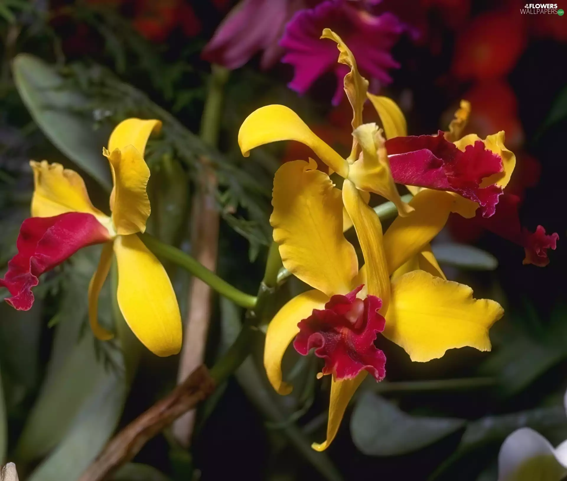 orchids, yellow, Red