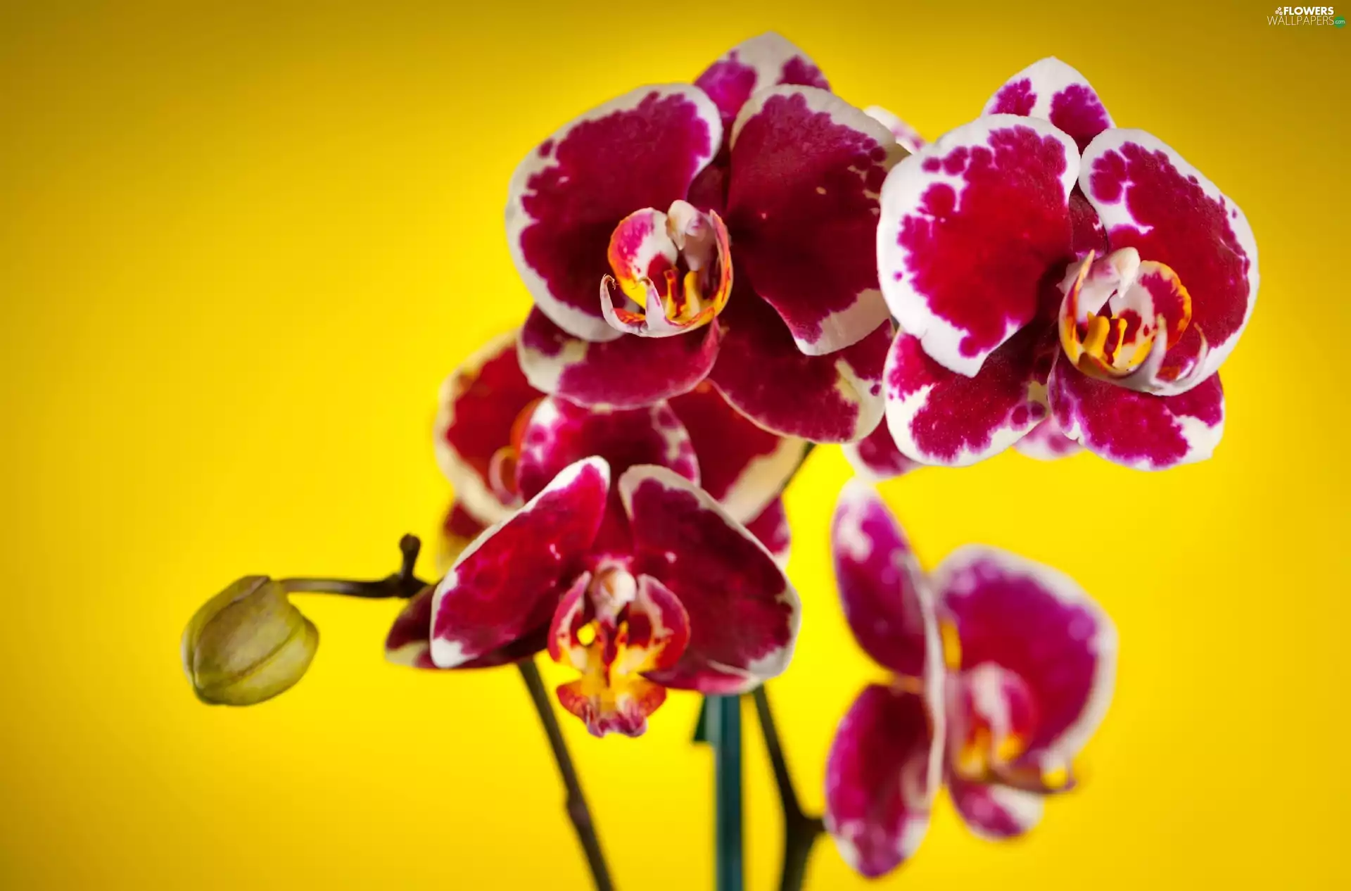 spotted, orchids