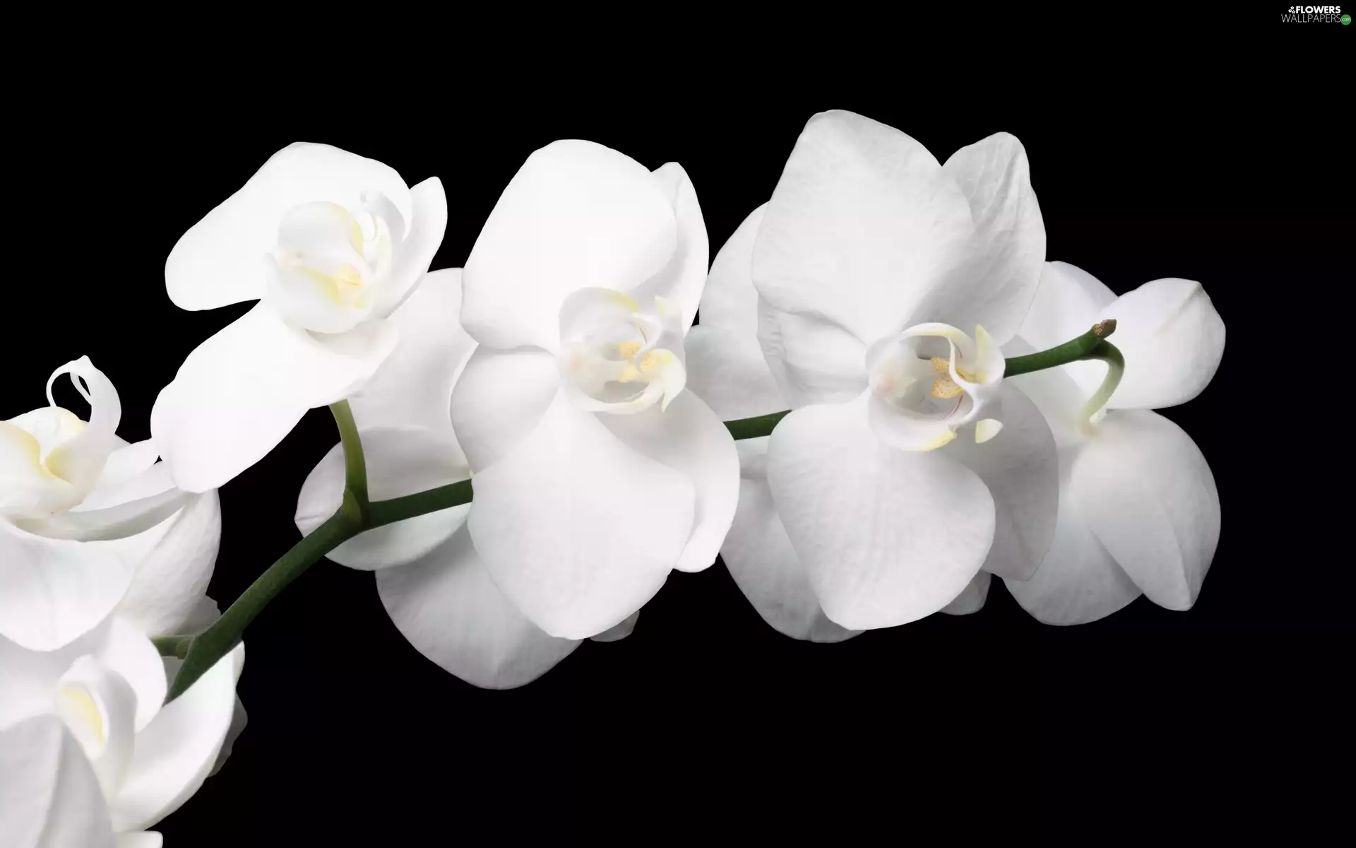 White, orchids