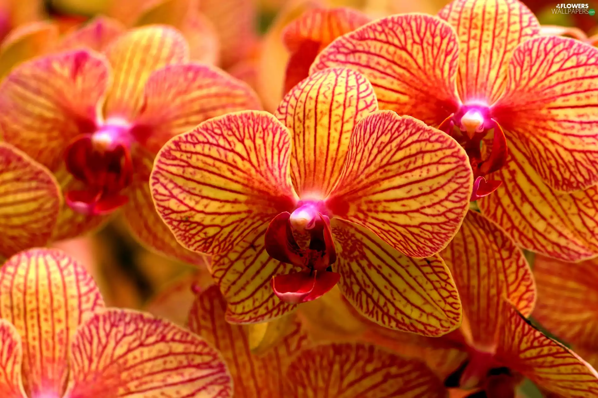 orchids, orange, Yellow