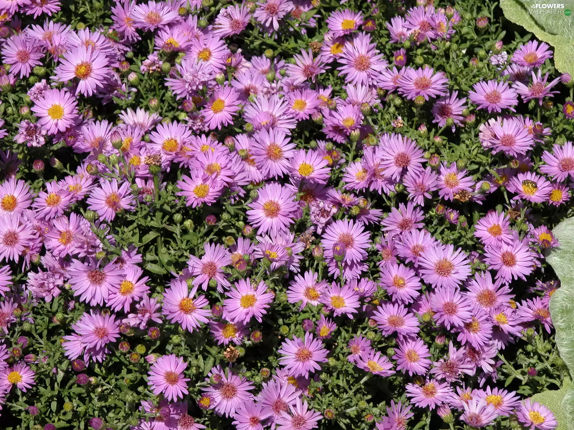 Flowers, Aster amellus, ornamental