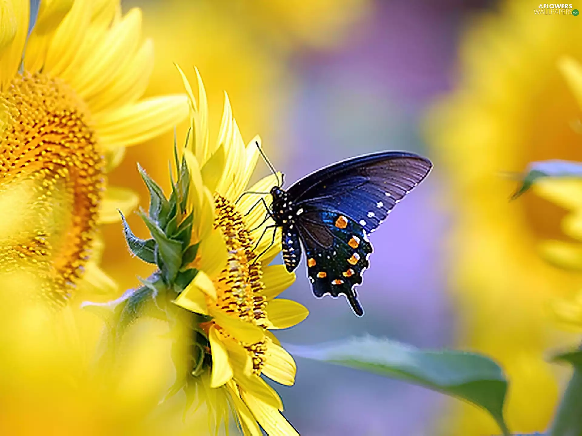 butterfly, Nice sunflowers, ornamental
