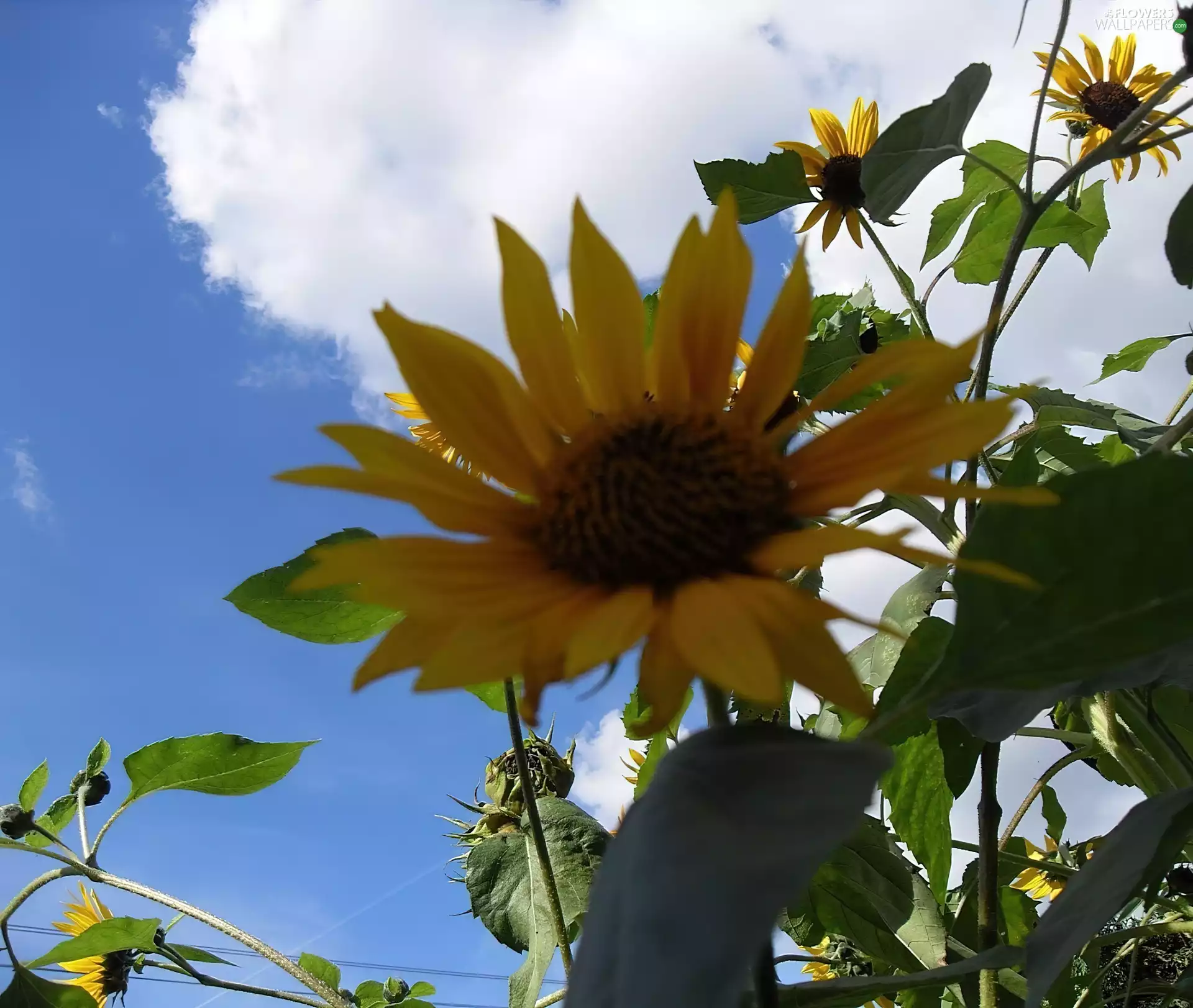 ornamental, Nice sunflowers