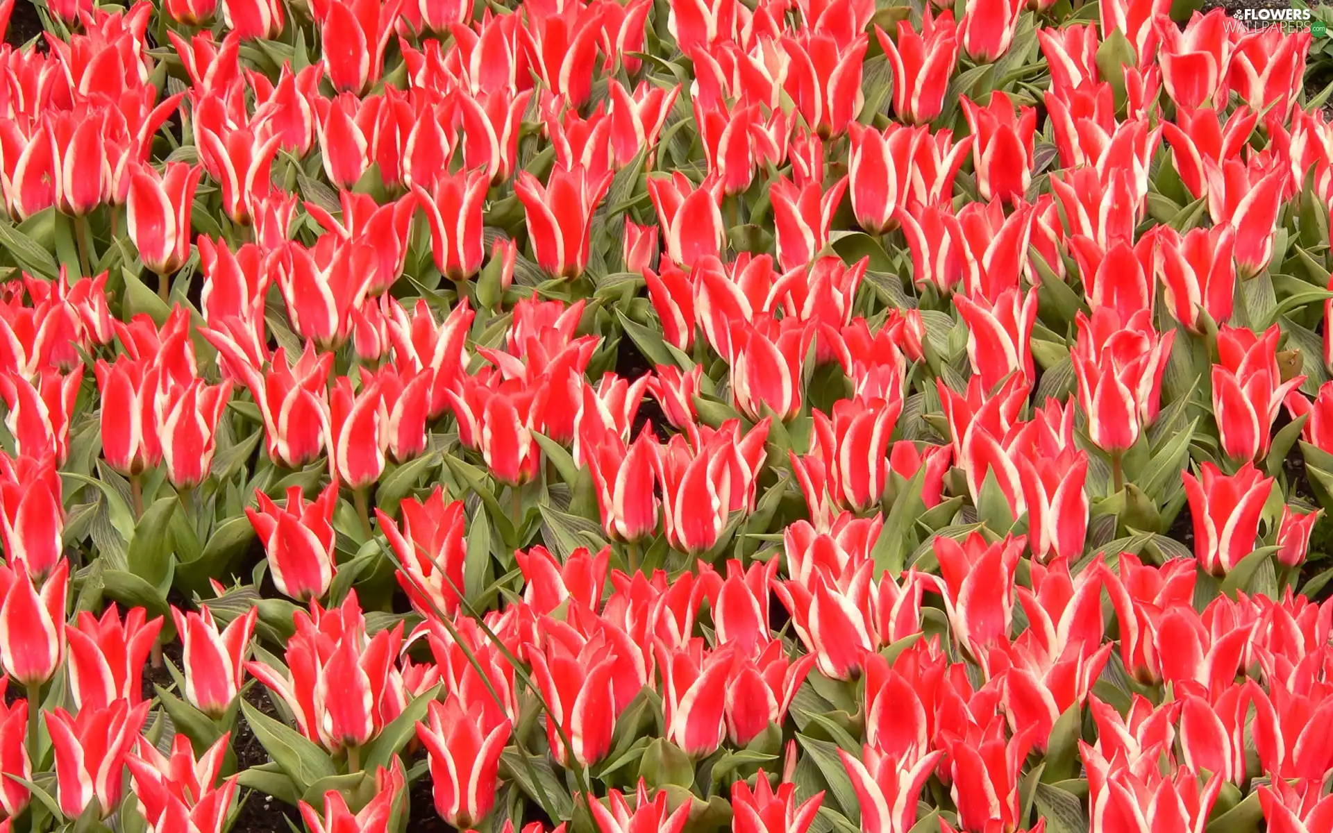 ornamental, tulips, red, white, plantation
