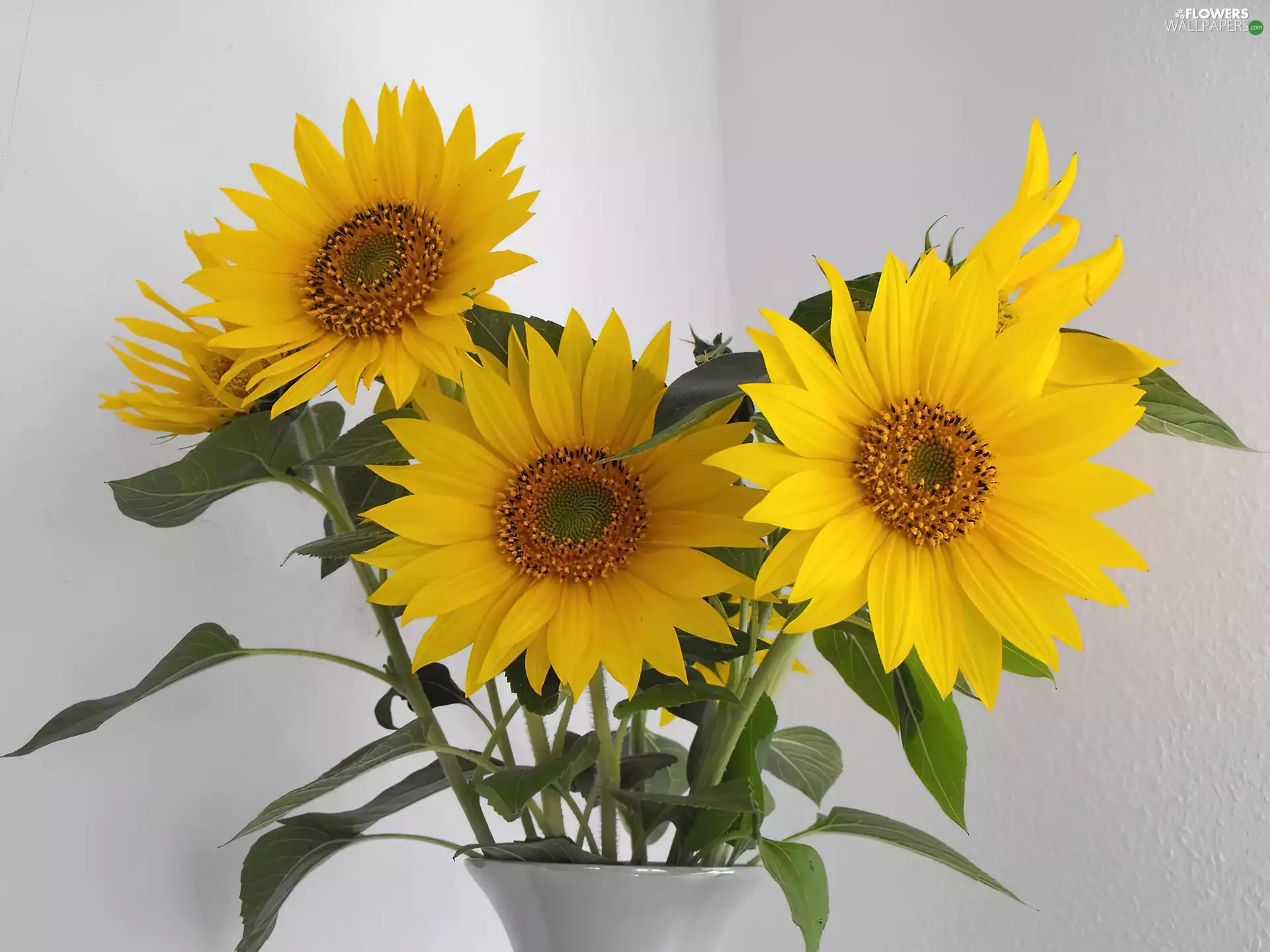 Vase, Nice sunflowers, ornamental