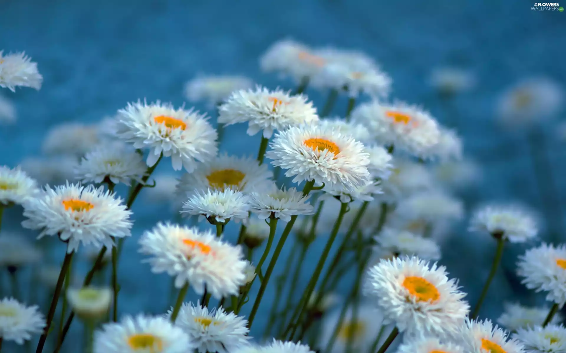 White, daisies, Close, ornamental