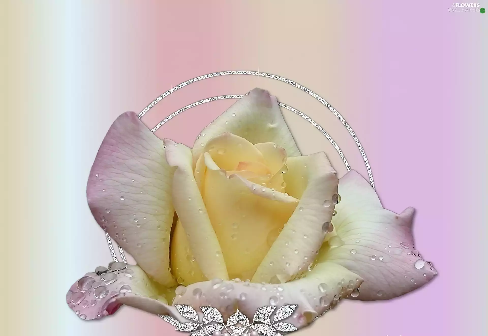 ornamentation, head, rose